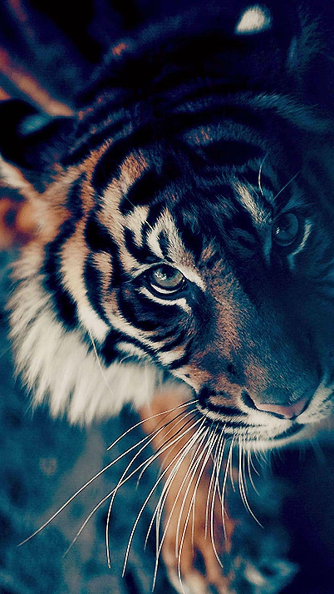 Bengalischer Tiger, Nahaufnahme, iPhone, Tierbilder, 1080x1920 Full HD Handy