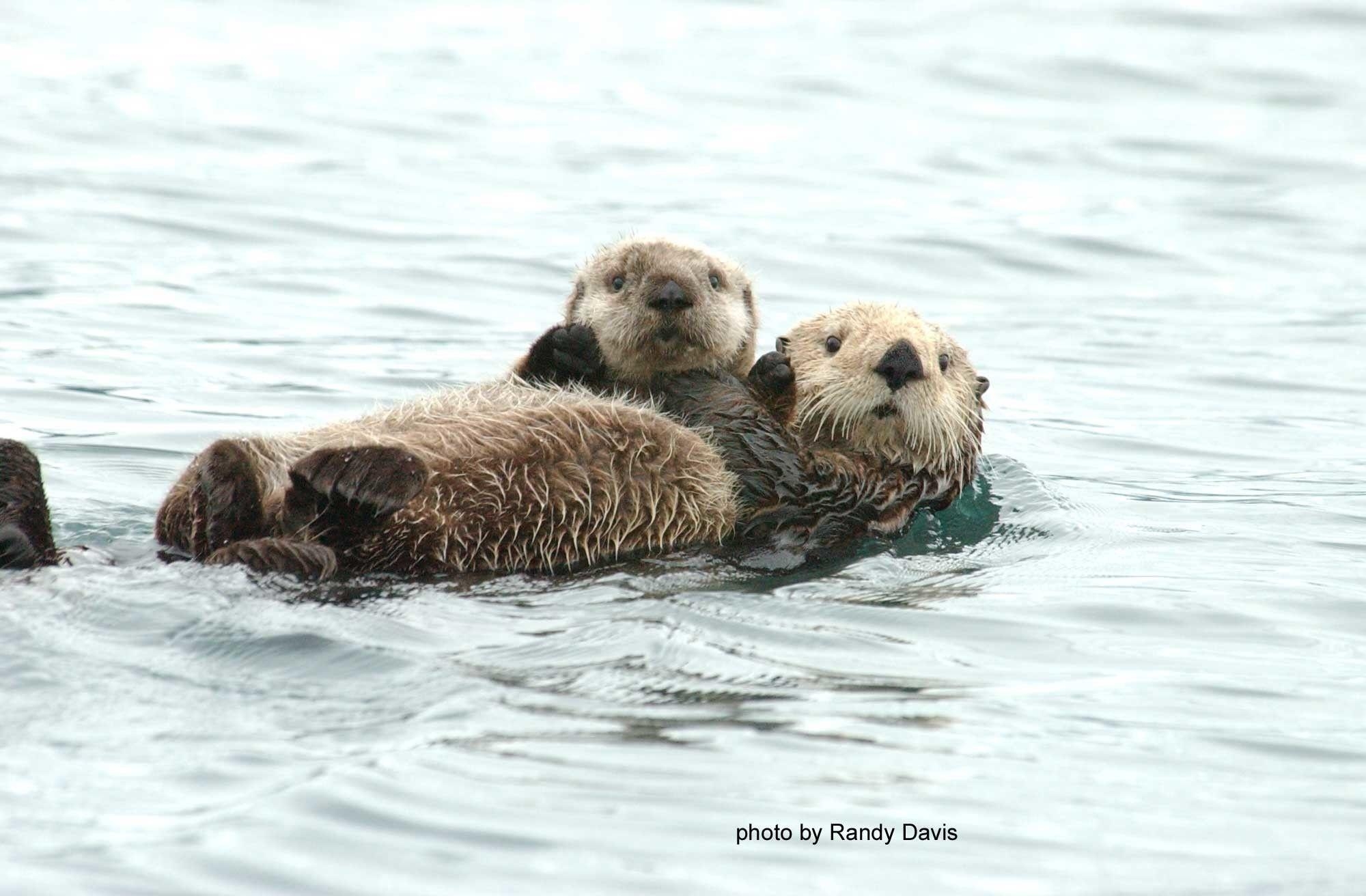 Meer Otter, Ozean, Säugetier, Tierwelt, Wasser, 2000x1320 HD Desktop