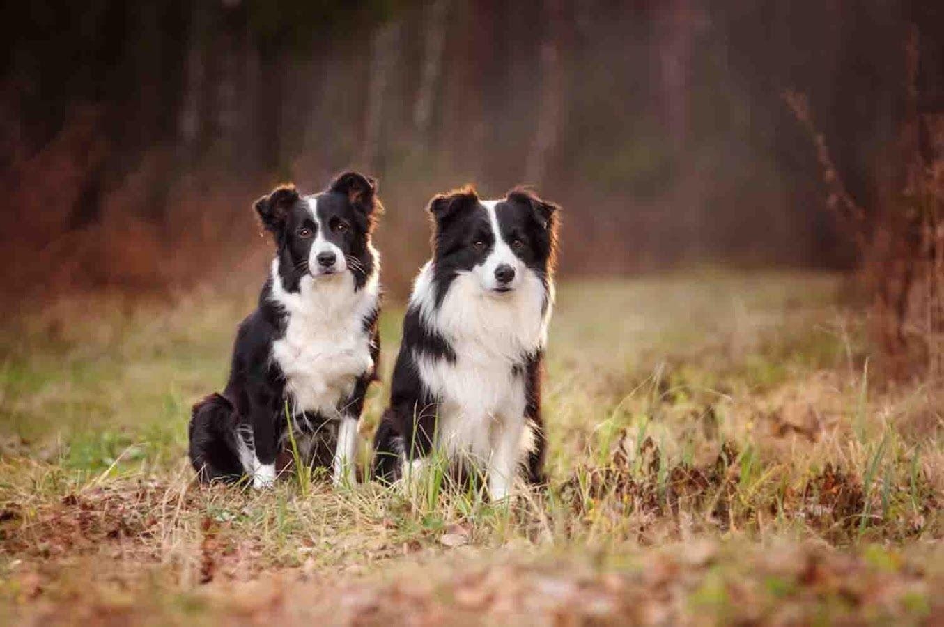 Border Collie, Hund, 6x900, Bild, Tiere, 1360x900 HD Desktop