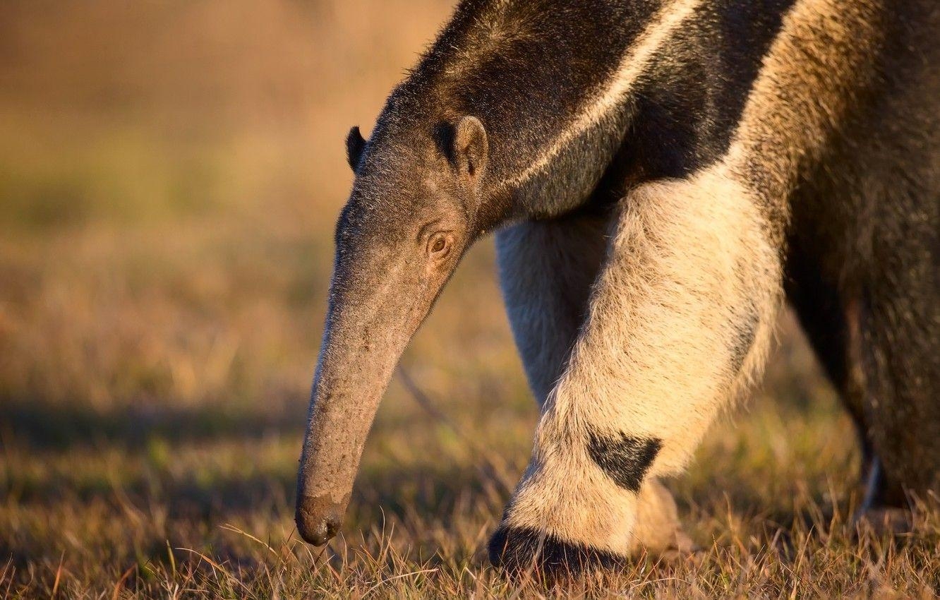 Ameisenbär, Tier, Gras, Natur, Bildschirm, 1340x850 HD Desktop