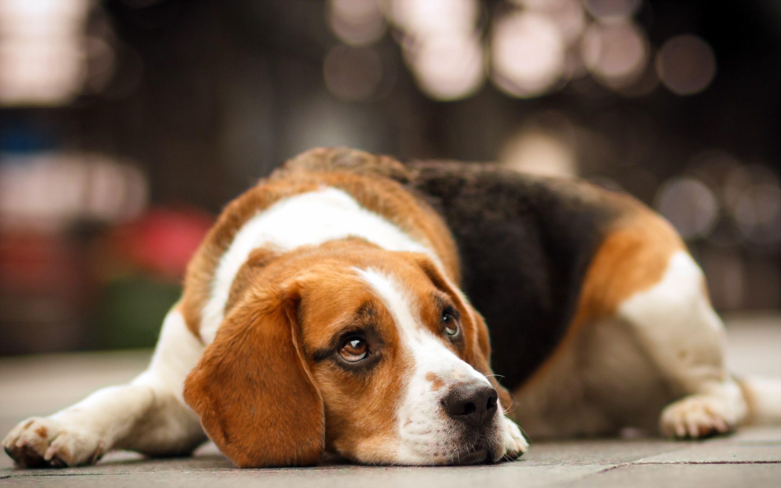 Beagle, HD, Hintergrund, Bild, Tiere, 2560x1600 HD Desktop