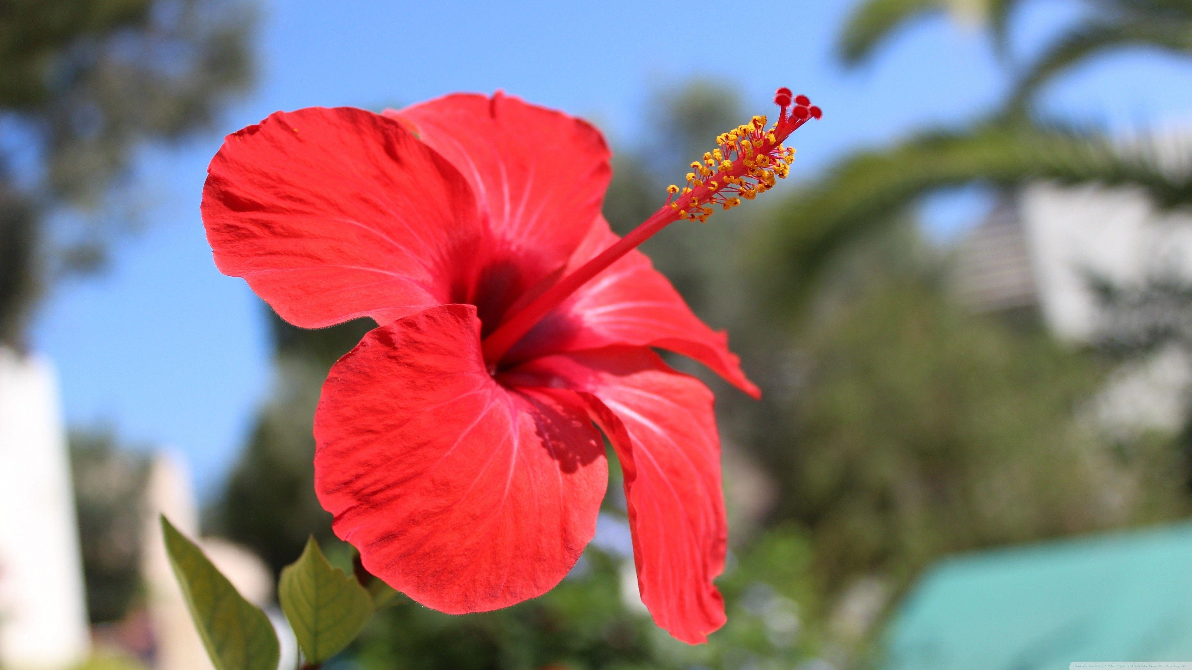 Hibiskus, Blumenpracht, Pflanzen, Natur, Tropen, 3840x2160 4K Desktop