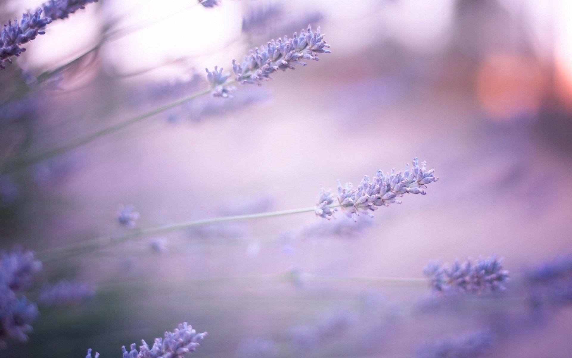 Lavendel, Natur, Bild, Hintergrund, Kunst, 1920x1200 HD Desktop