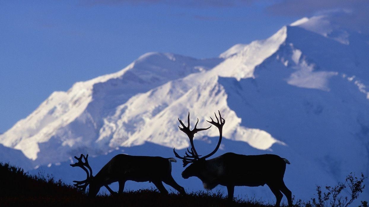 Karibu, Alaska, Nationalpark, 1080p, Tierwelt, 1250x700 HD Desktop