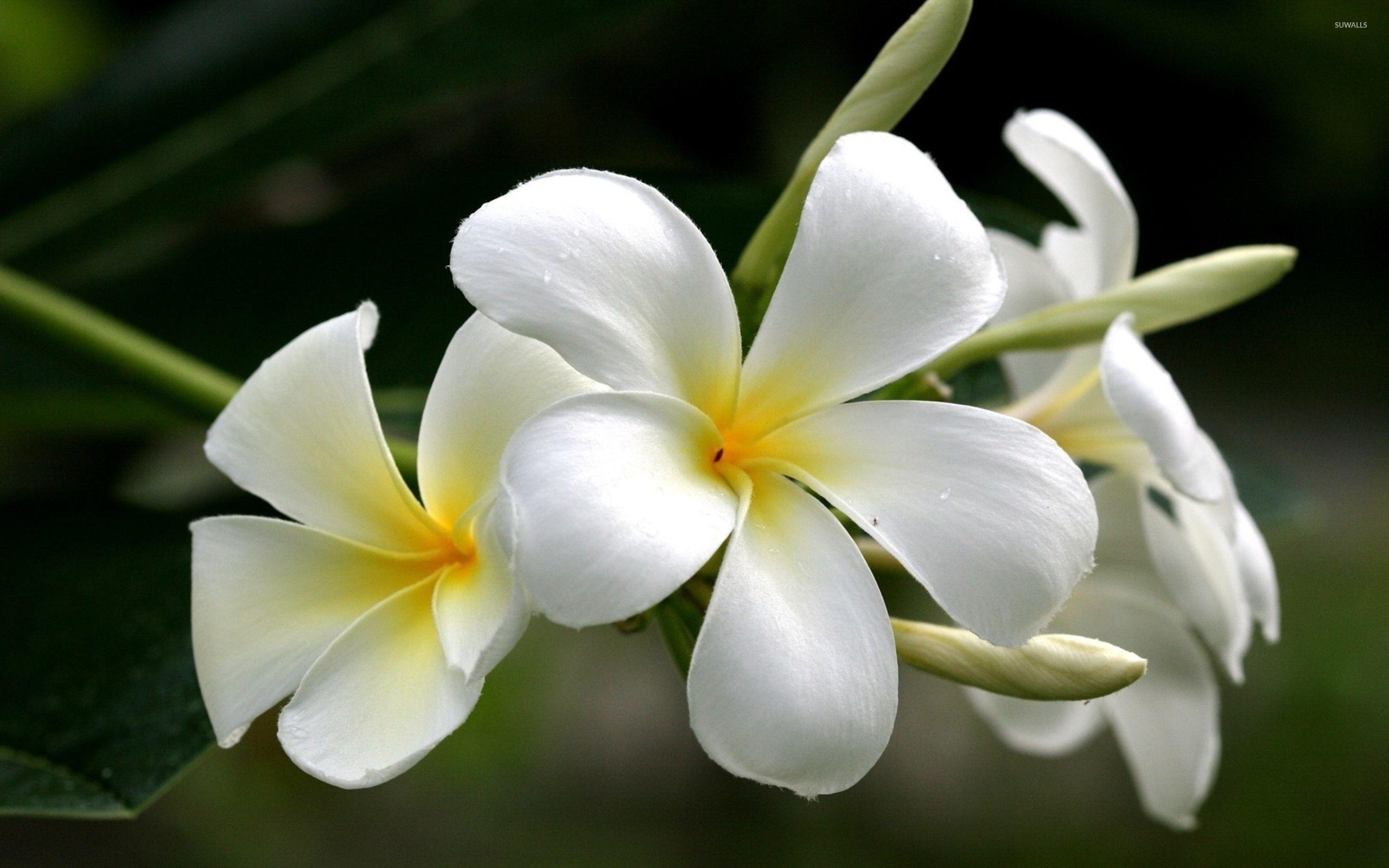 Weiße Plumeria, Blumen, Natur, Wallpaper, Tapete, 2560x1600 HD Desktop