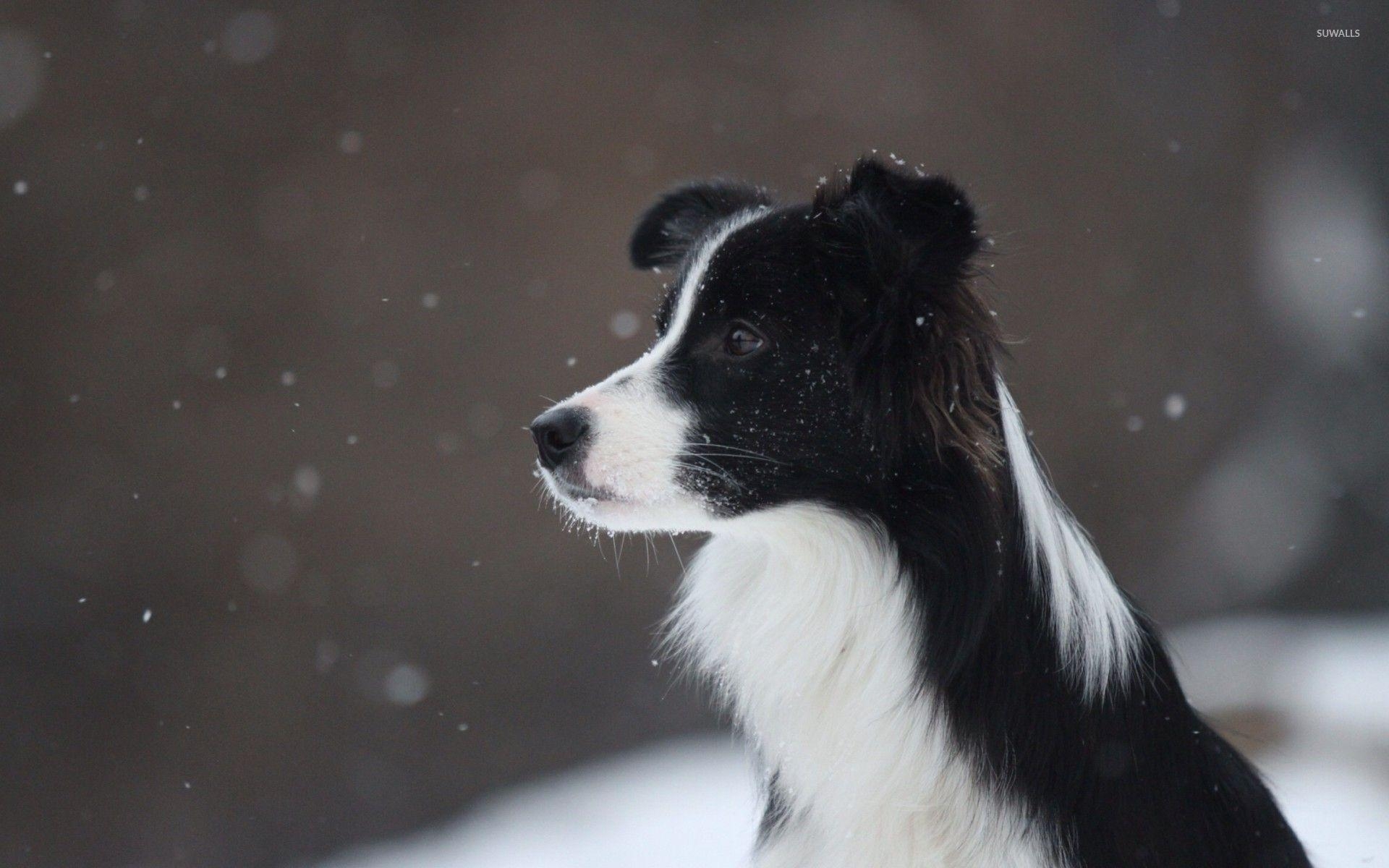 Border Collie, Hund, 17x1200, Hintergrund, Tier, 1920x1200 HD Desktop