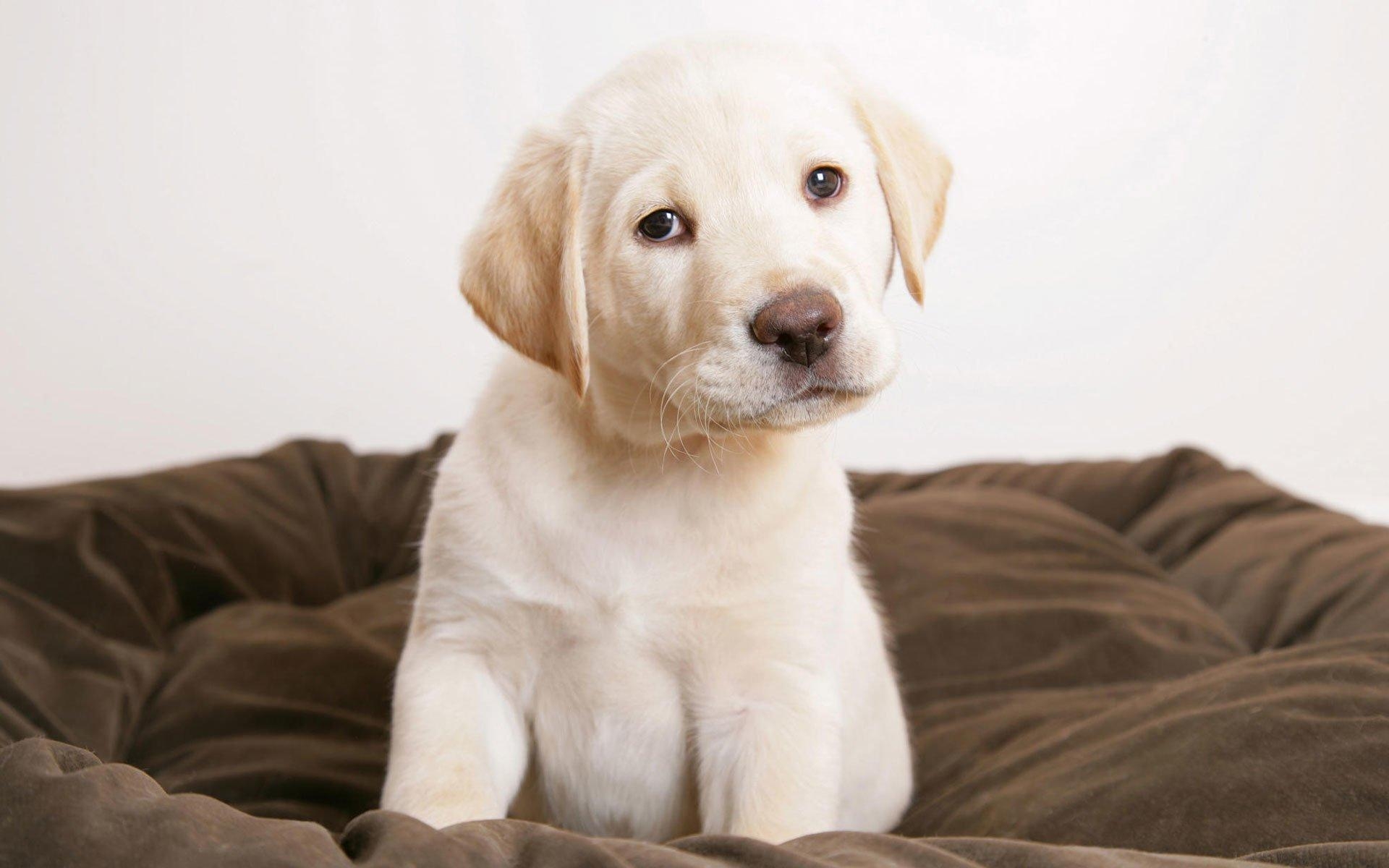 Labrador Retriever, HD, Hintergrund, Tier, Hund, 1920x1200 HD Desktop