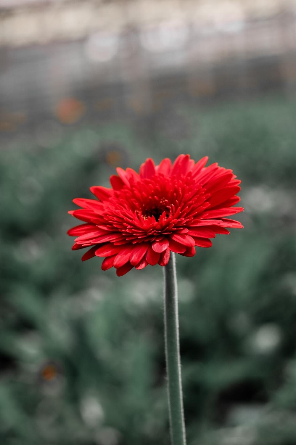 Gerbera Bild, Kostenlos, Download, Blume, Natur, 1000x1500 HD Handy