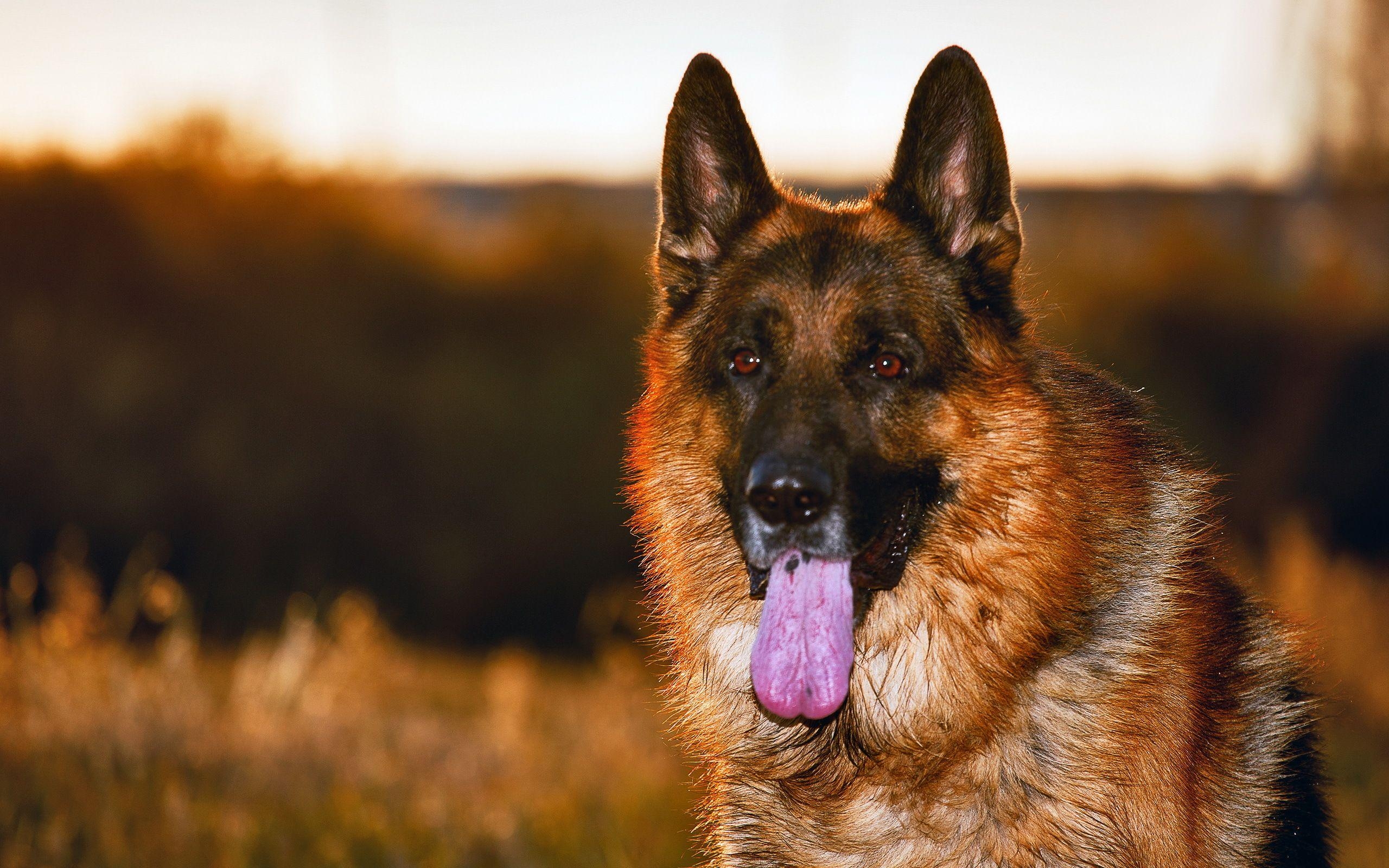 Deutscher Schäferhund, Desktop, Bilder, Hintergrund, HD, 2560x1600 HD Desktop