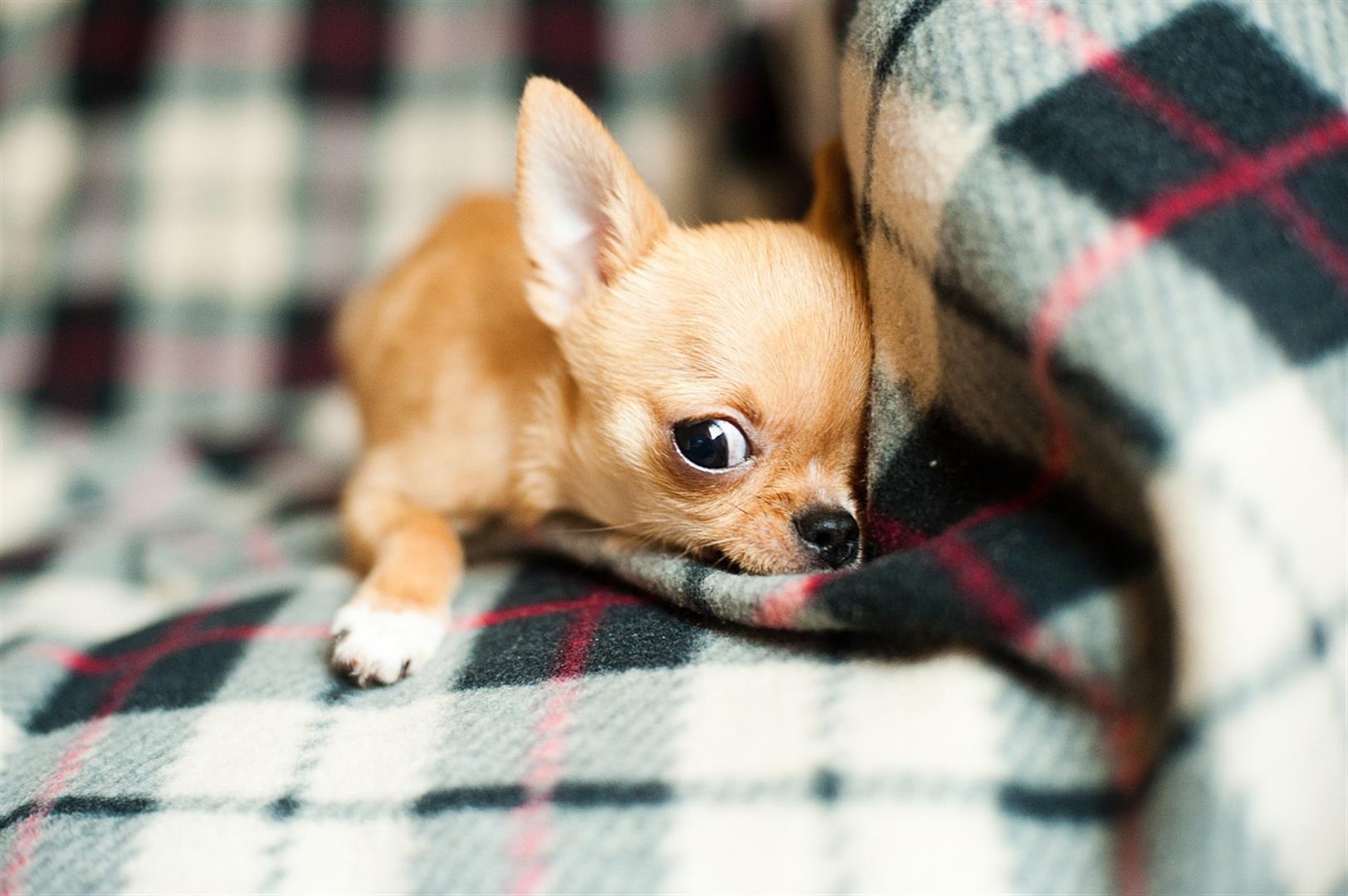 Chihuahua, niedlich, Tiere, Hunde, Bild, 1630x1080 HD Desktop