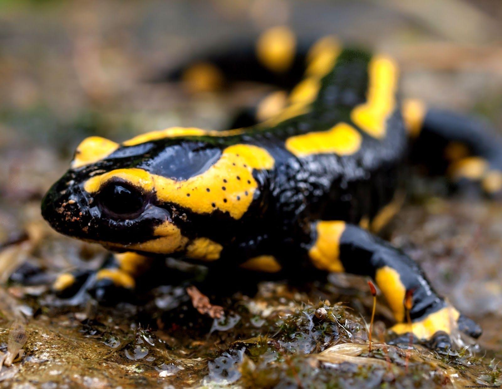 Hintergrund, Salamander, Märchen, Natur, Tiere, 1600x1240 HD Desktop