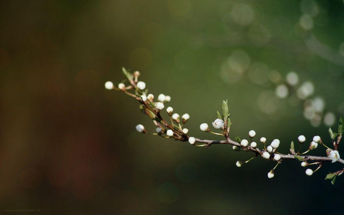 Frühling, Natur, Erfrischend, Freude, Blüte, 1140x710 HD Desktop