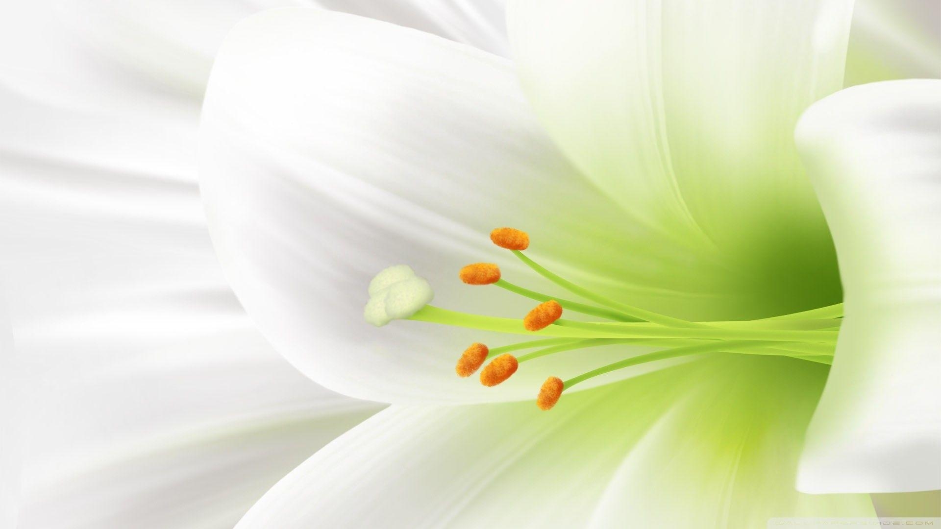 Lilie, Blume, Natur, Hintergrund, Desktop, 1920x1080 Full HD Desktop