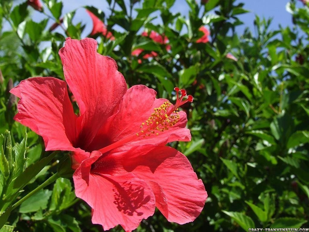 Hibiskusblume, Natur, Blüte, Exotische Flora, Schönheit, 1030x770 HD Desktop