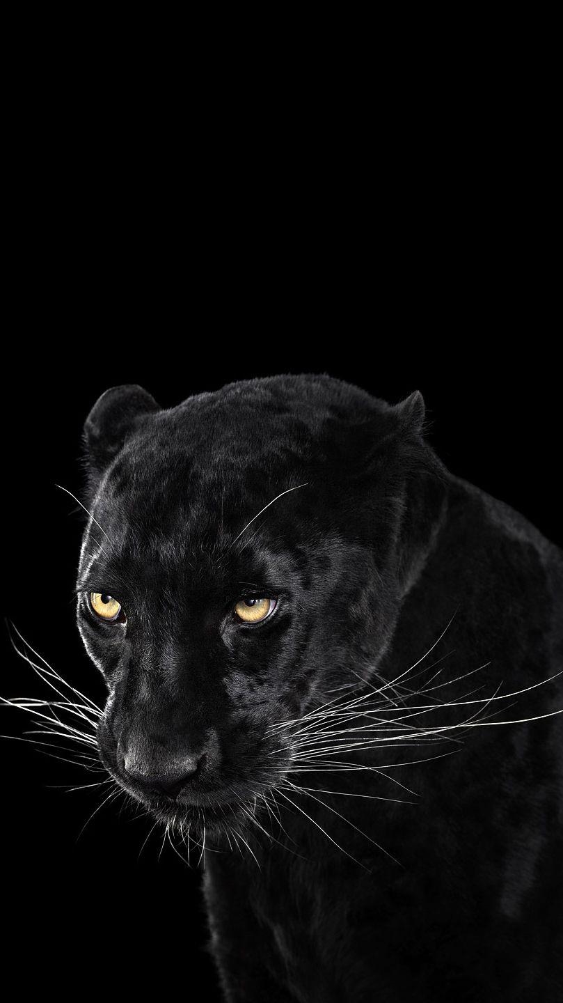 Schwarzer Panther, Hintergrund, iPhone, Smartphone, Wild, 810x1440 HD Handy