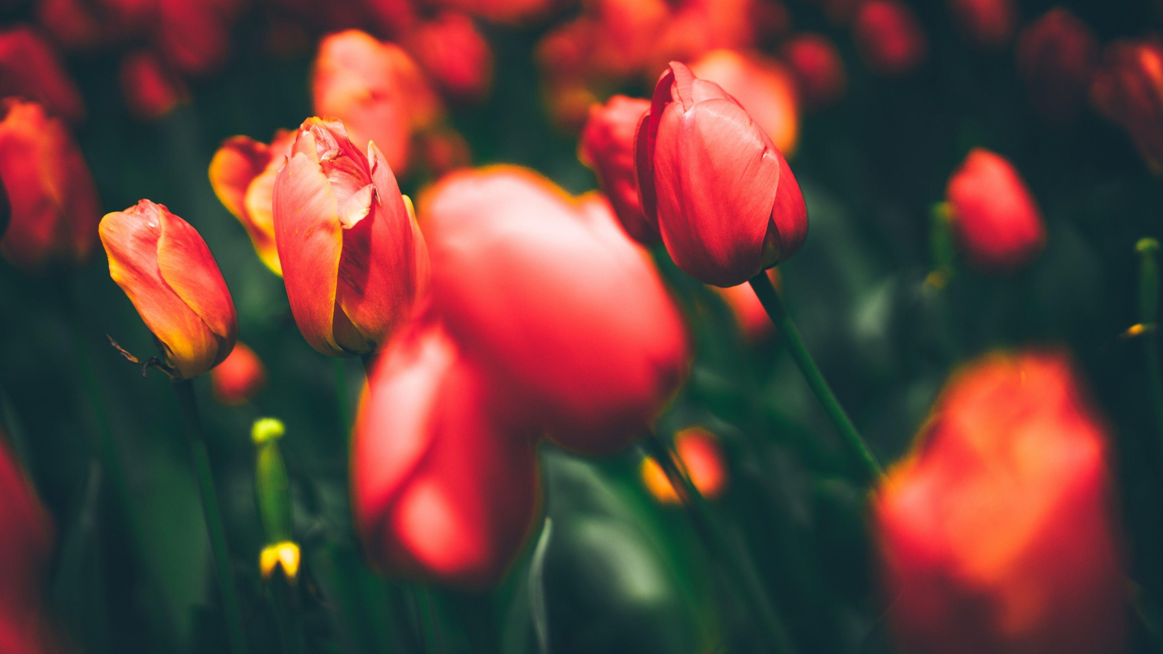 Tulpe Natur, Flora, Blüte, 4K, 8K, 3840x2160 4K Desktop