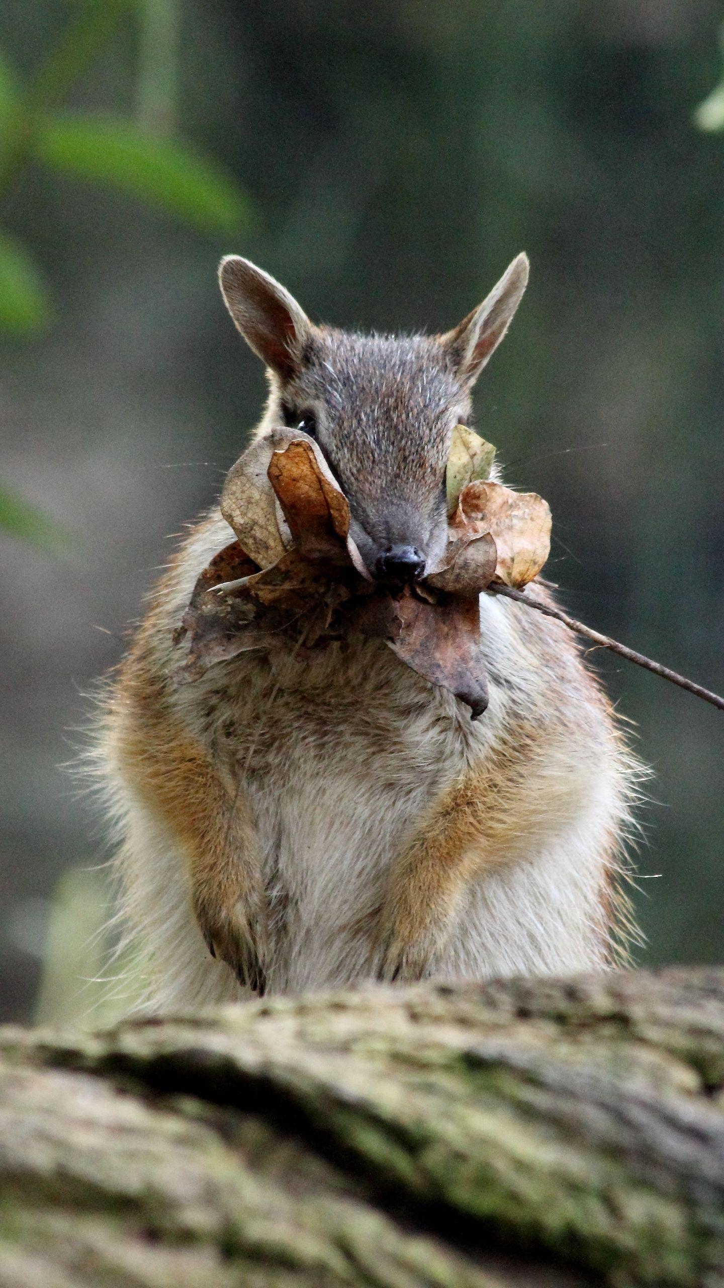 Numbat, Streifenameisenbär, Foliage, Tapir, Tierwelt, 1440x2560 HD Handy