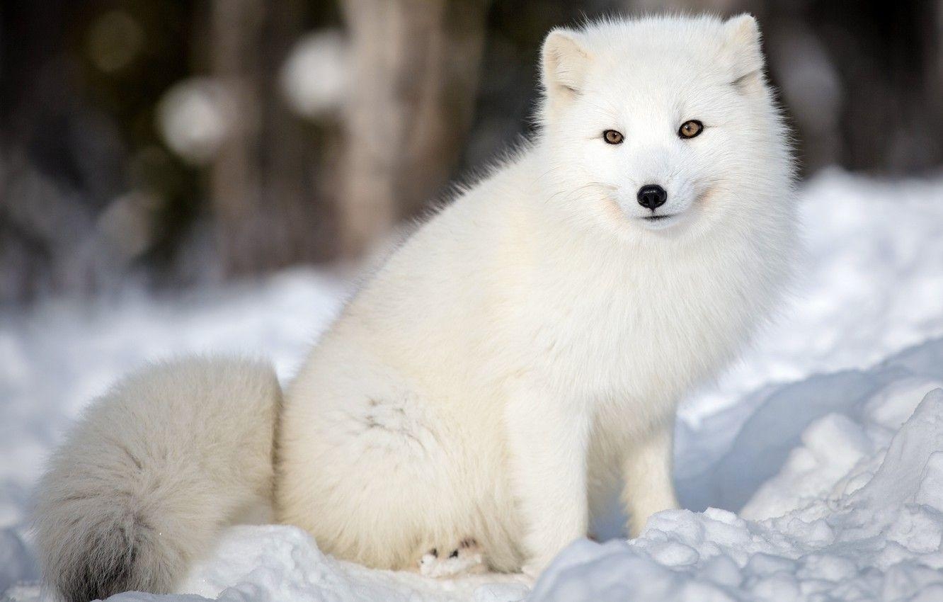 Arktischer Fuchs, Winterwald, Weiß, Natur, Gesicht, 1340x850 HD Desktop