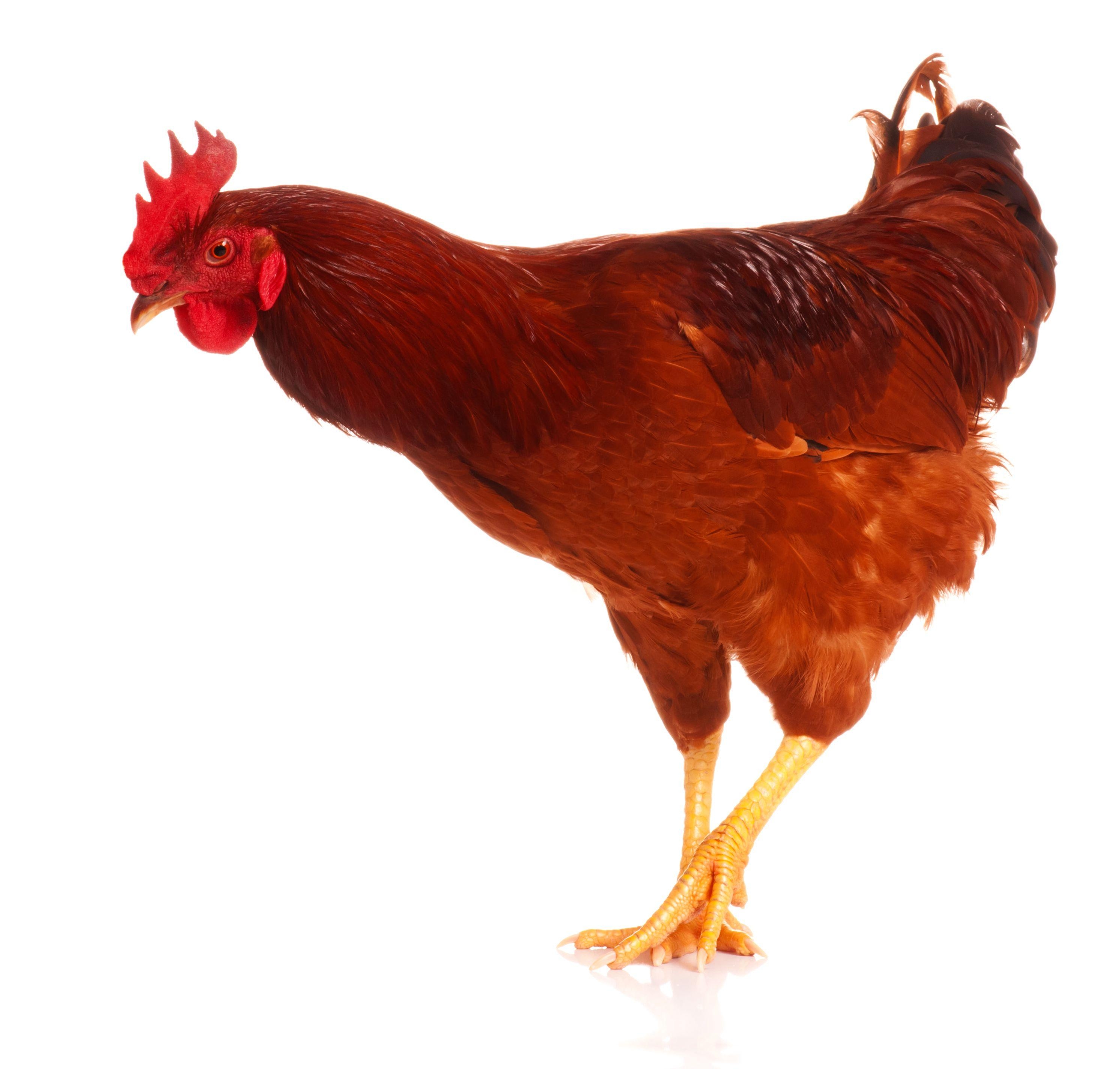 Niedliches Huhn, PNG, HD, Transparent, Bild, 2990x2850 4K Desktop