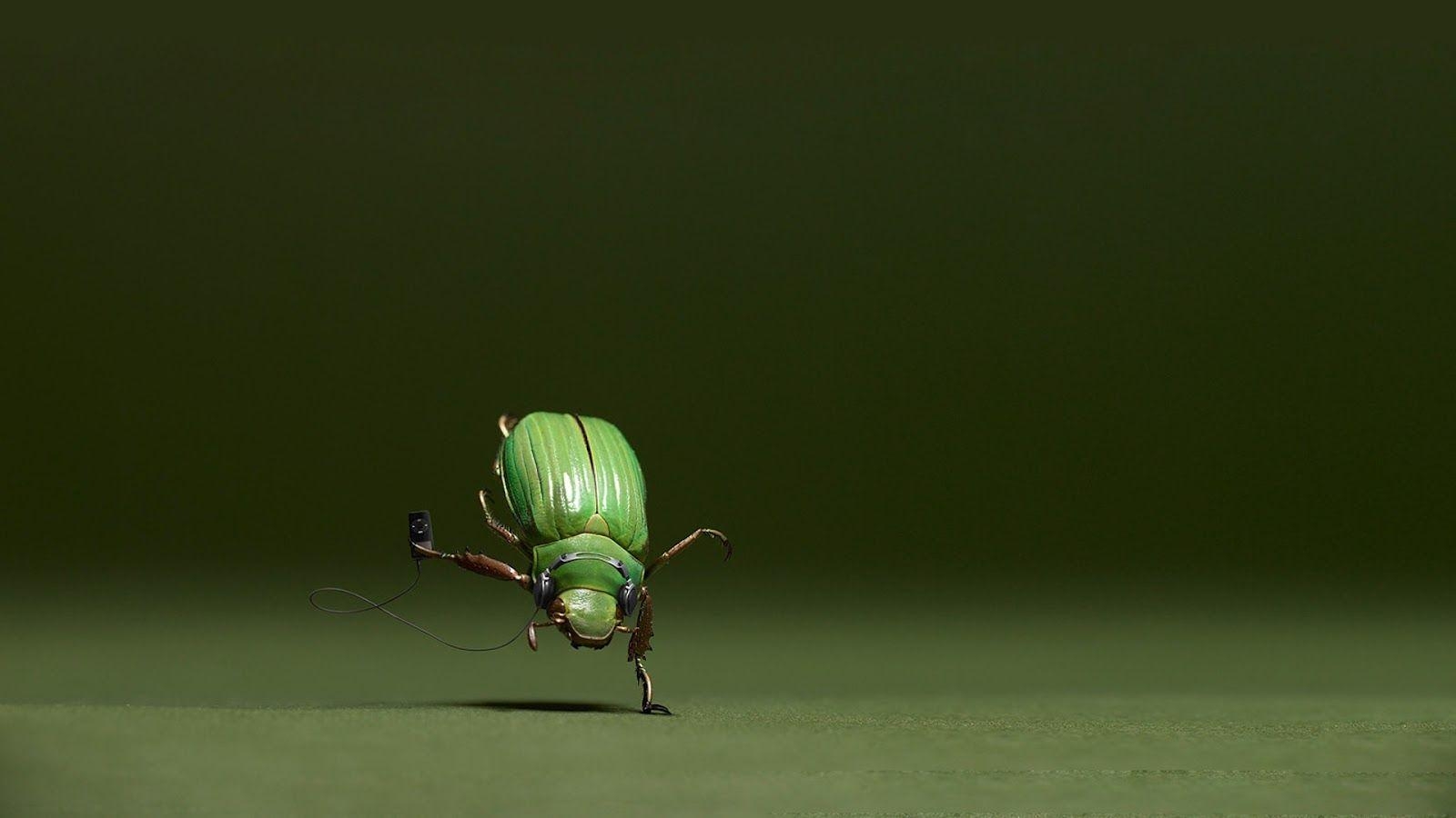 Glühwürmchen, kostenlos, Hintergrund, Leuchtkäfer, Natur, 1600x900 HD Desktop