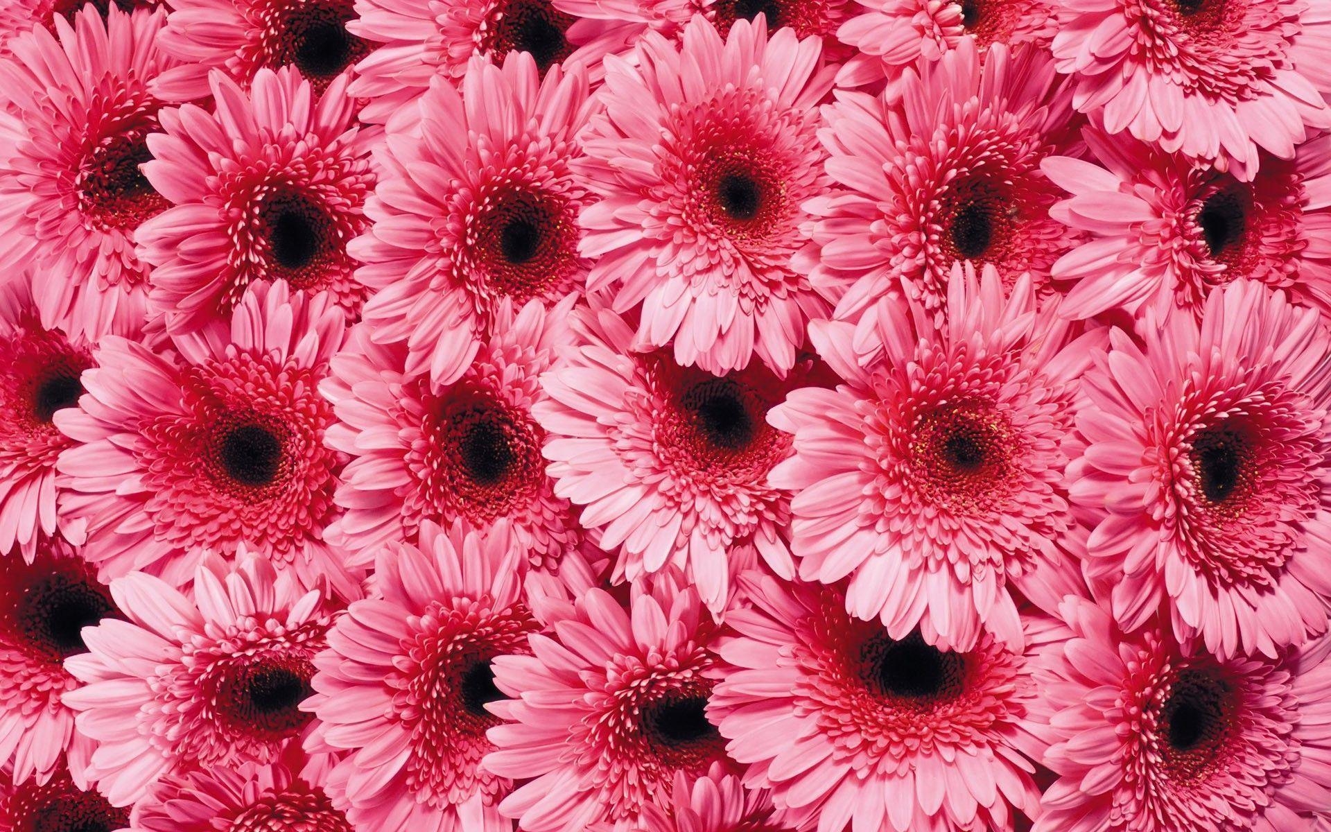 Gerbera Gänseblümchen, Schöne Blumen, Rosa, Hintergrund, 1920x1200 HD Desktop