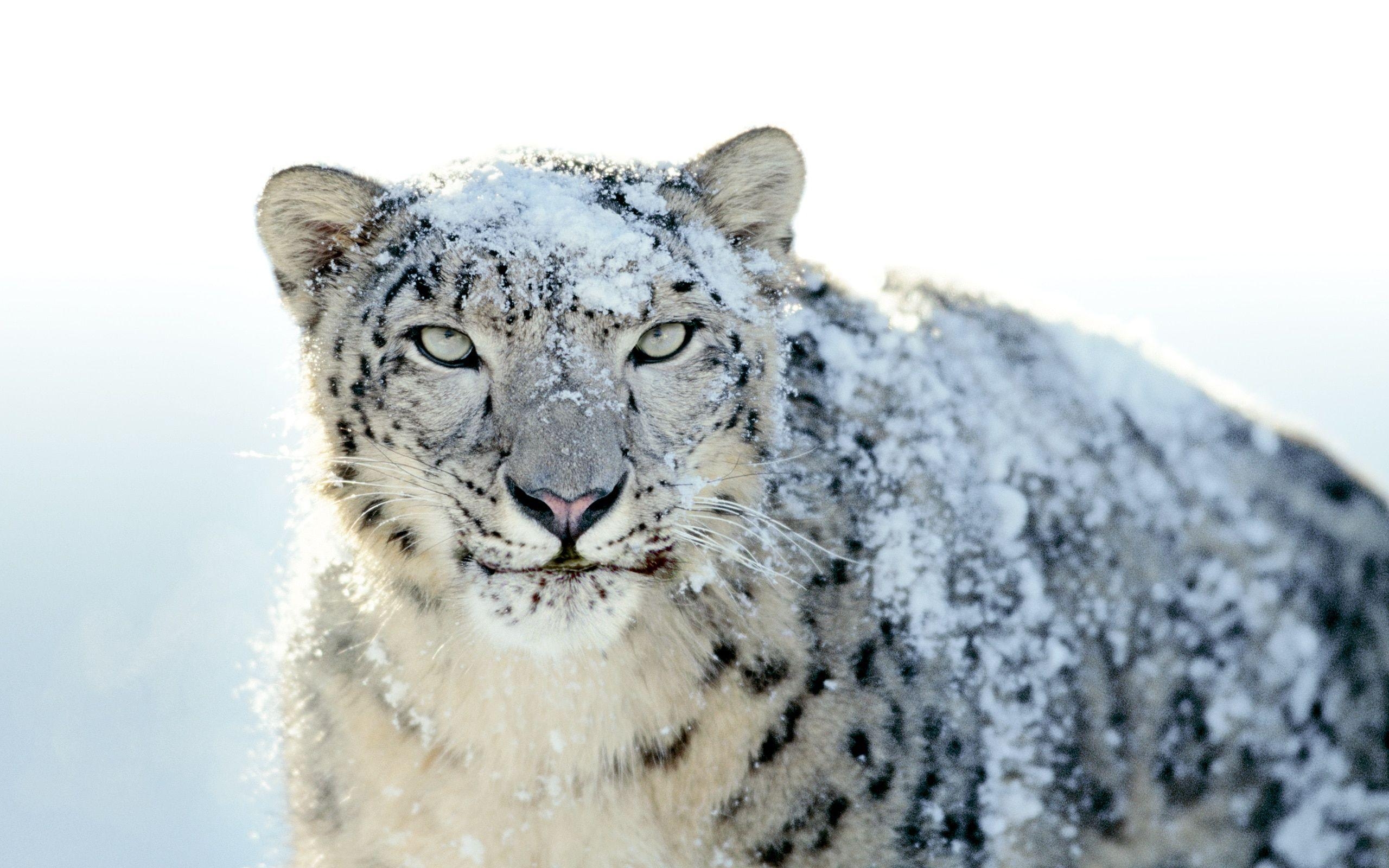 Schneeleopard, Tierwelt, Natur, Raubtier, Wildnis, 2560x1600 HD Desktop