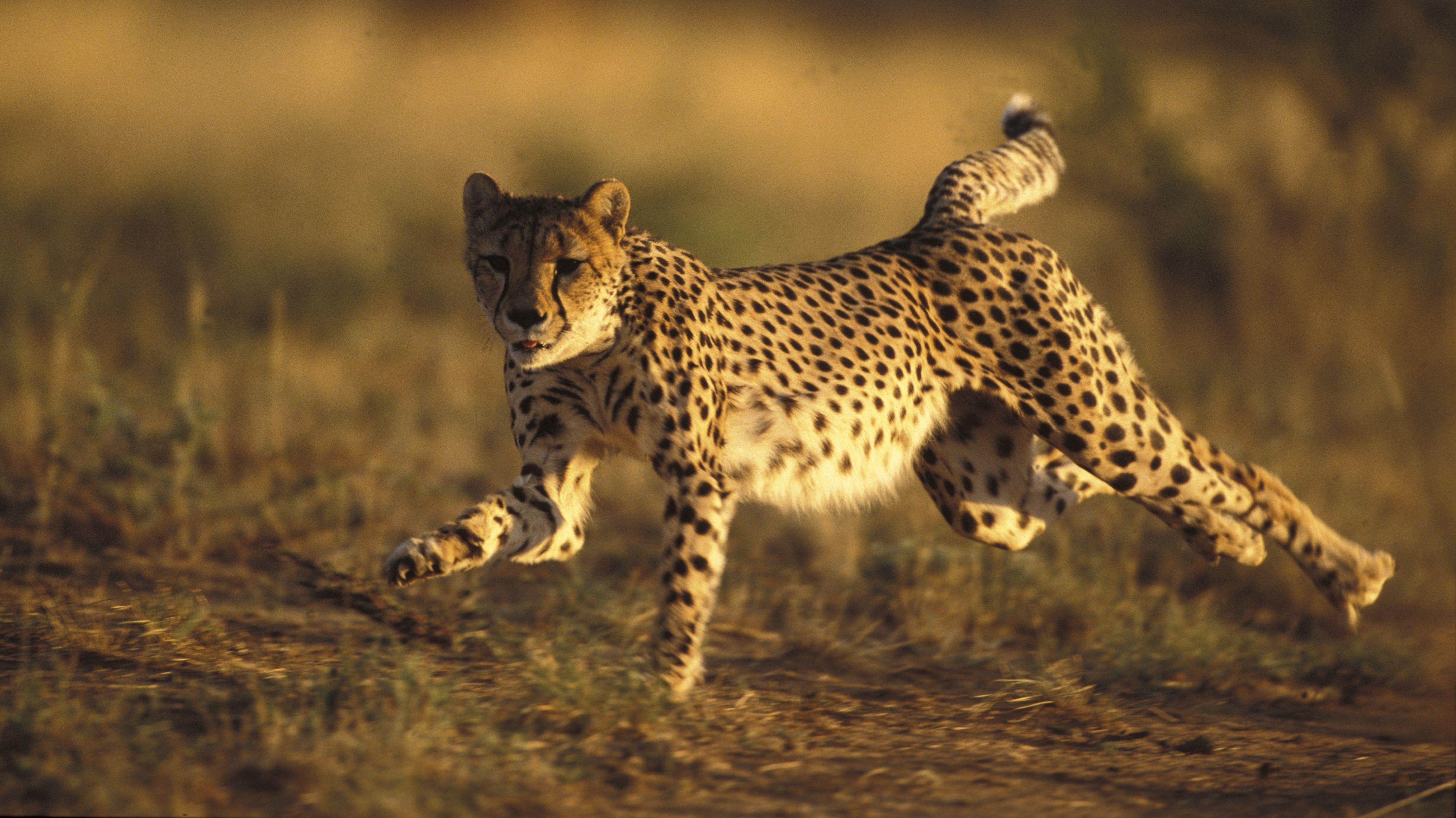 Gepard, 4K, Ultra HD, Tiere, Hintergrund, 4600x2590 4K Desktop