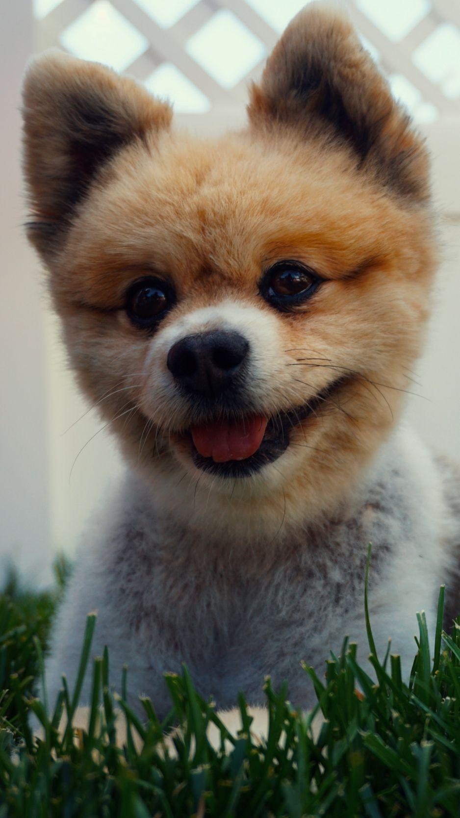 Pomeranian Hund, Welpe, Rasen, Hintergrund, Download, 940x1670 HD Handy