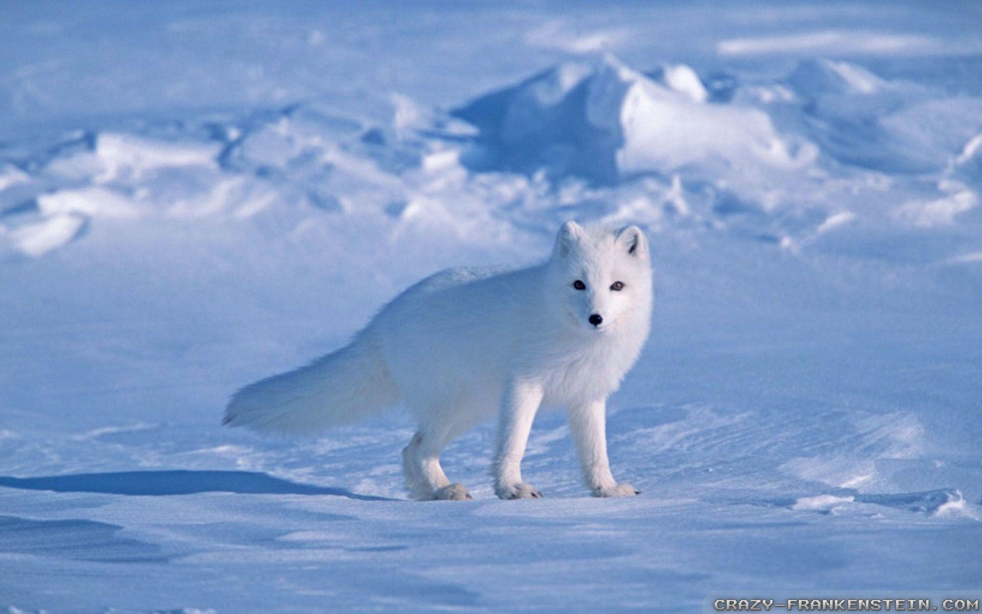 Arktischer Fuchs, 1200p, Tiere, Winter, 1920x1200 HD Desktop
