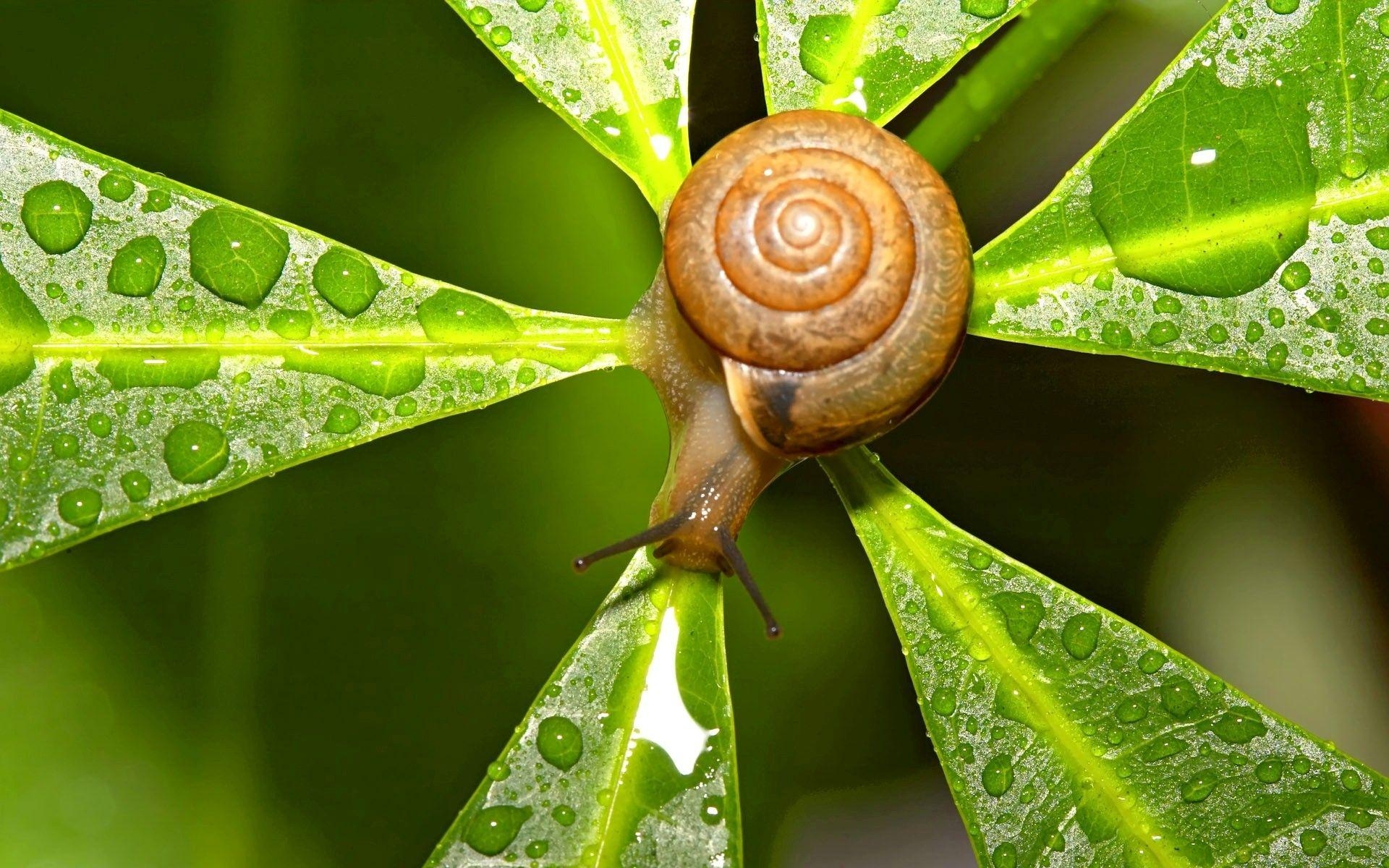 Schnecke, Insekten, Hintergrund, Tiere, Bild, 1920x1200 HD Desktop