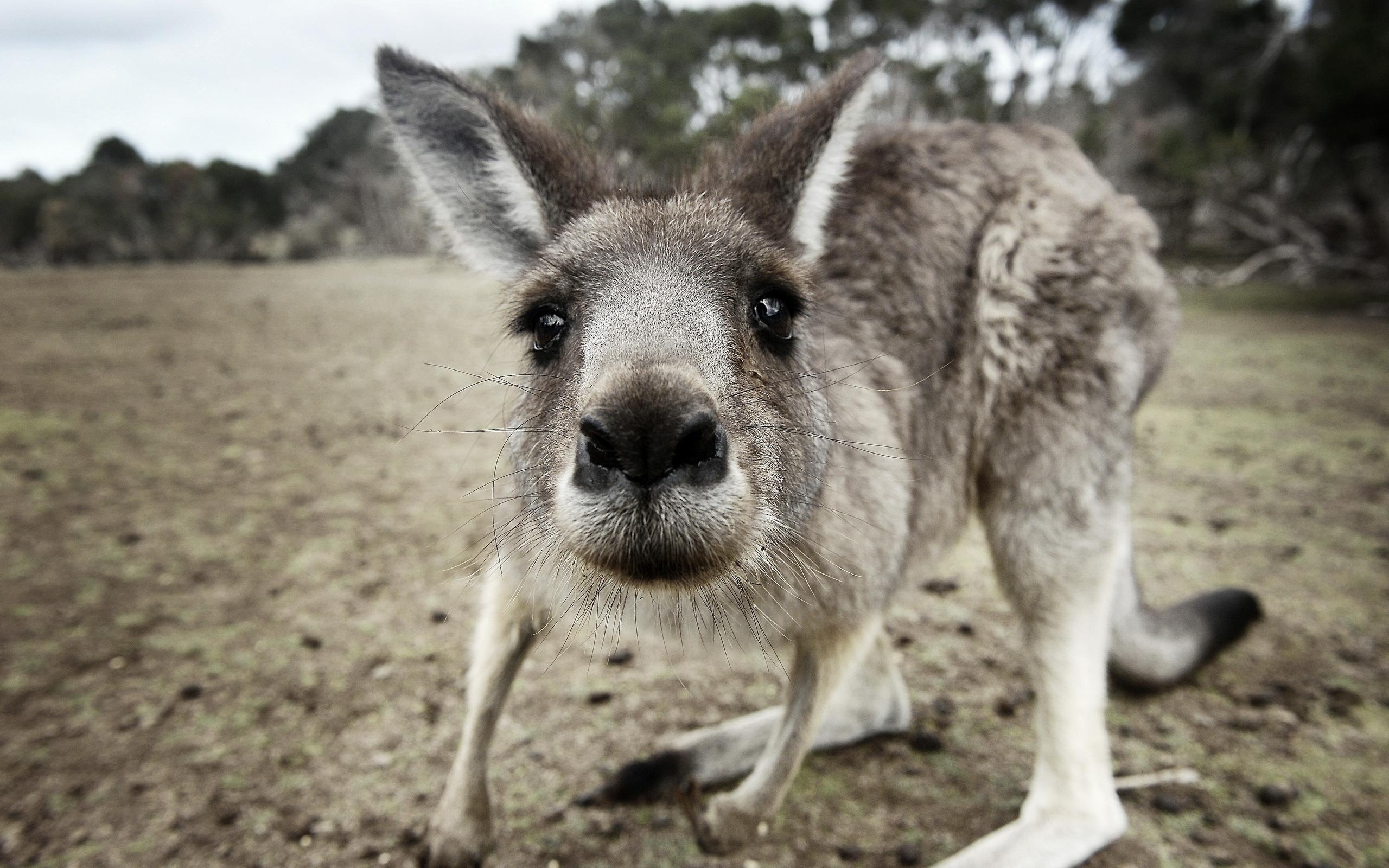 Känguru, HD, Hintergrund, Australien, Tierwelt, 2560x1600 HD Desktop