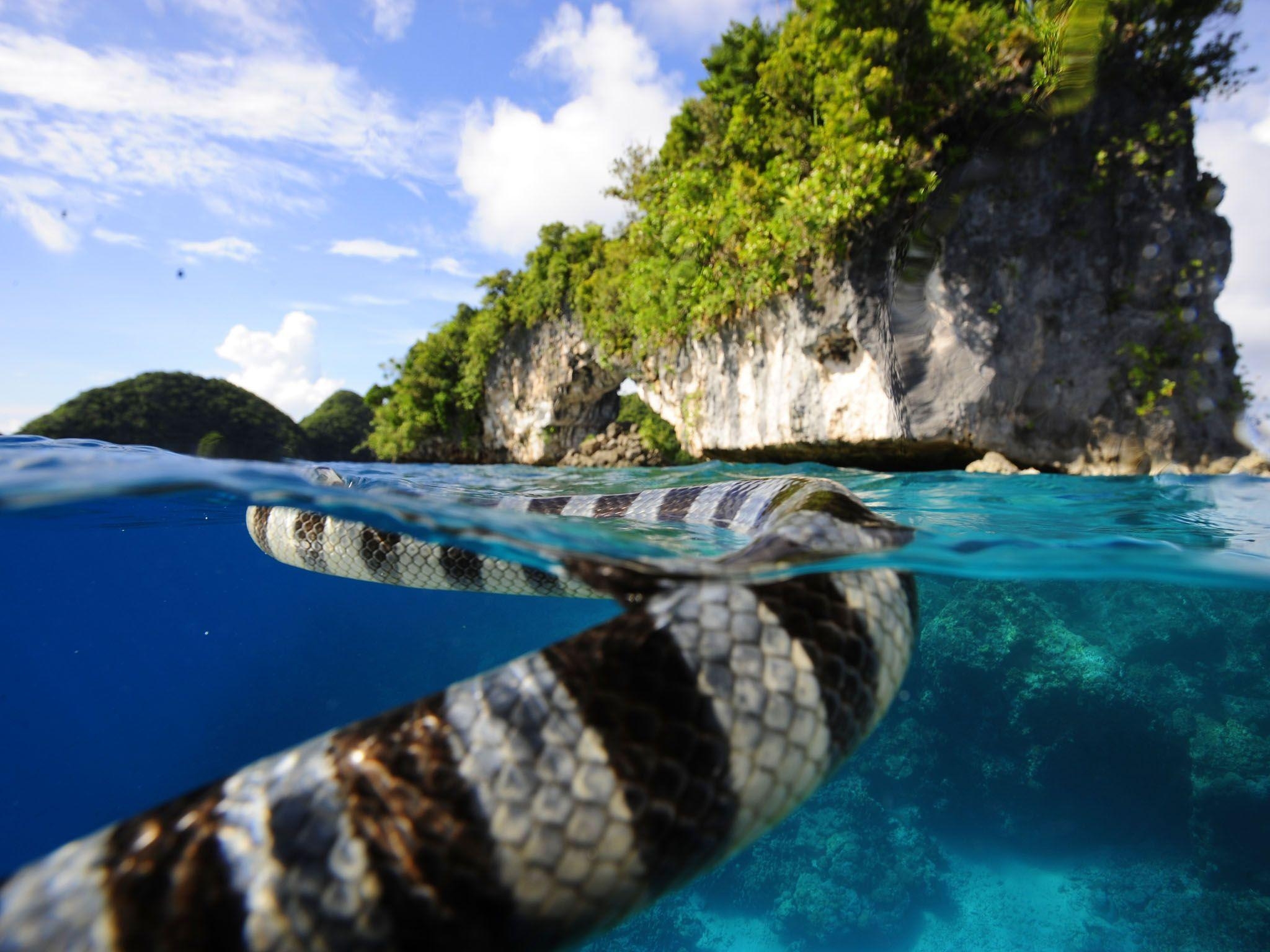 Palau, Inselparadies, Reise, Abenteuer, Natur, 2050x1540 HD Desktop