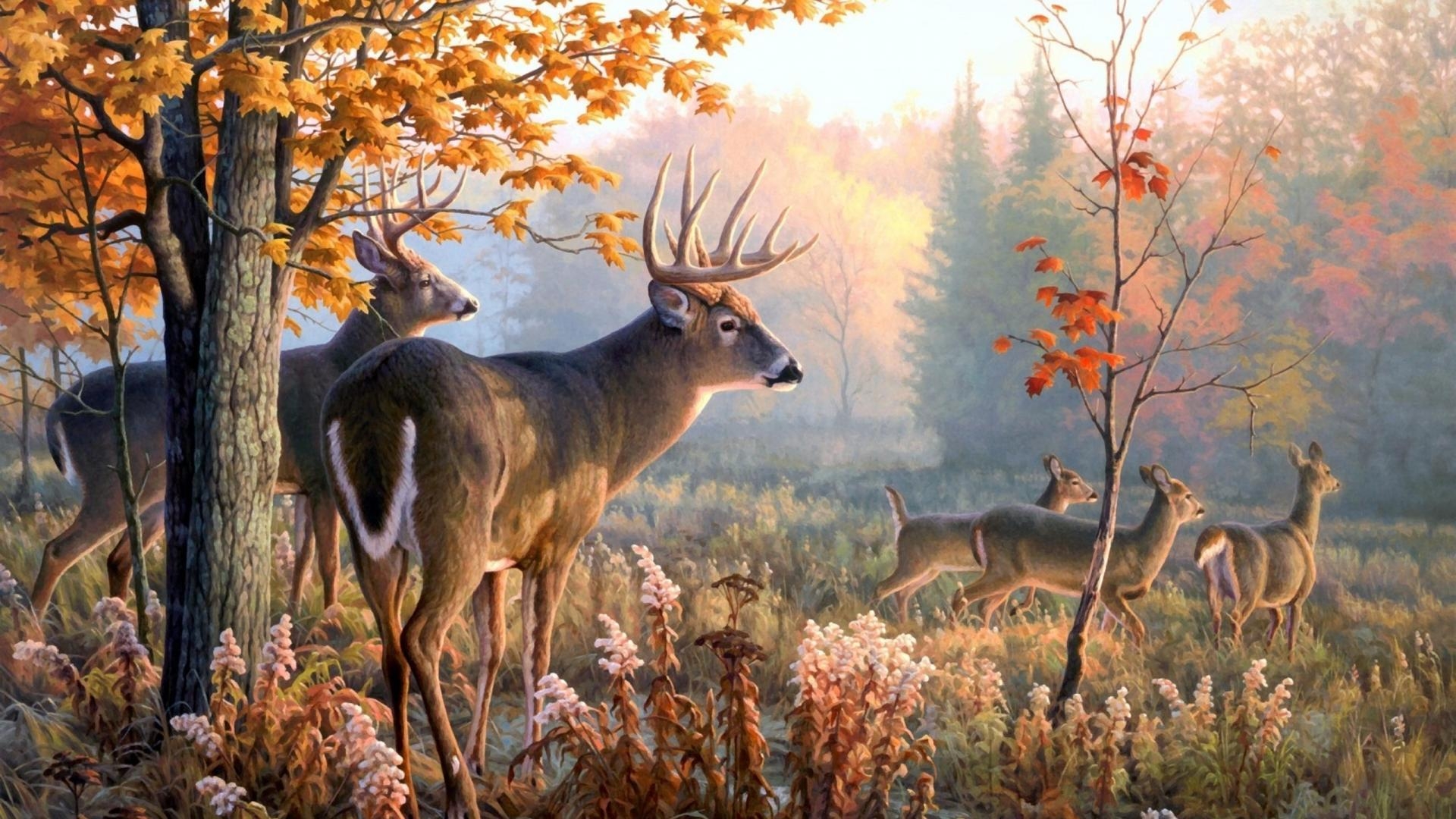 Hirsch, Natur, Wald, Tiere, Hintergrund, 1920x1080 Full HD Desktop