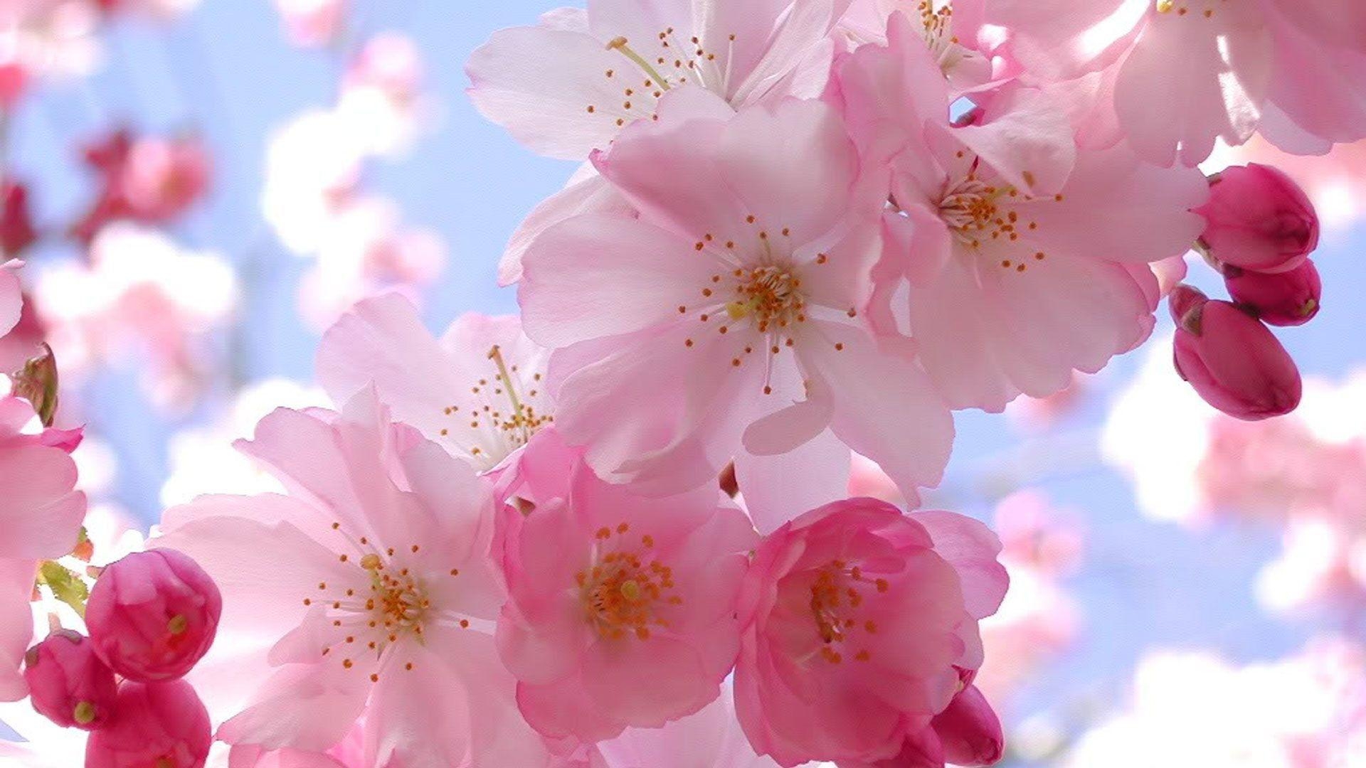 Kirschblüte, Rosa, Frühling, Natur, Hintergrund, 1920x1080 Full HD Desktop