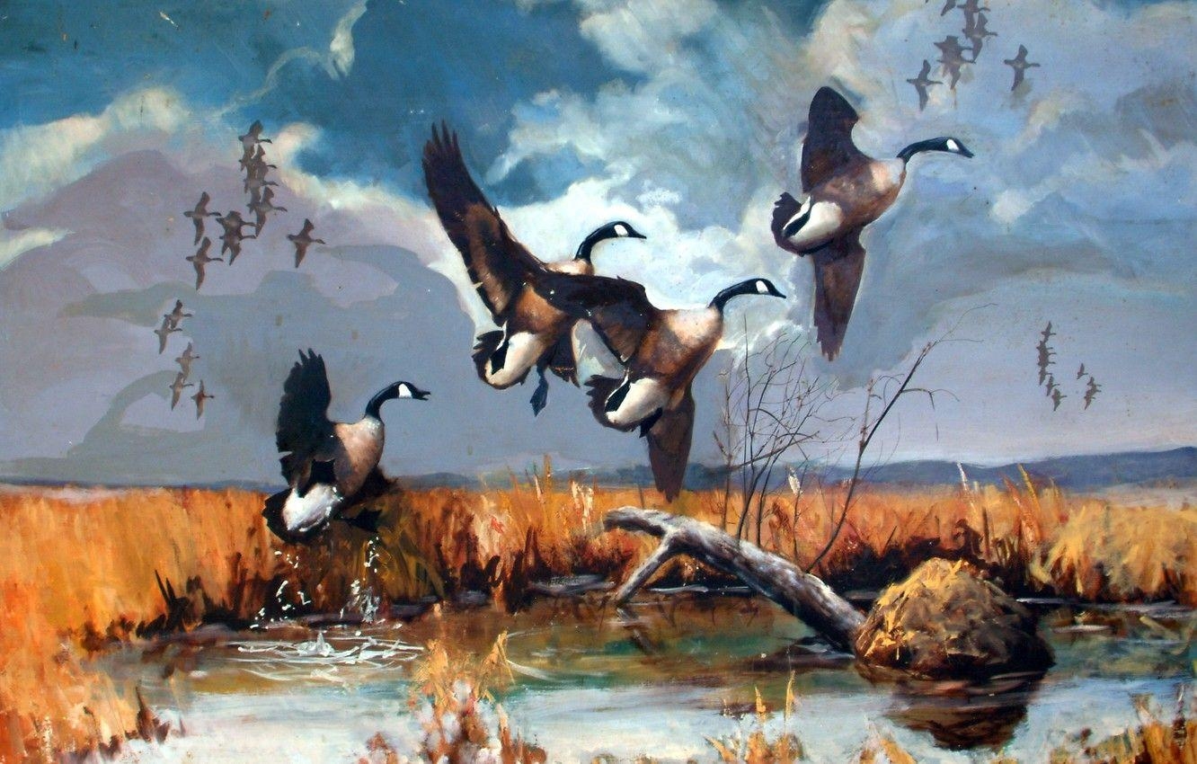 Gänse, Flug, See, Kanadische Gänse, Naturbild, 1340x850 HD Desktop