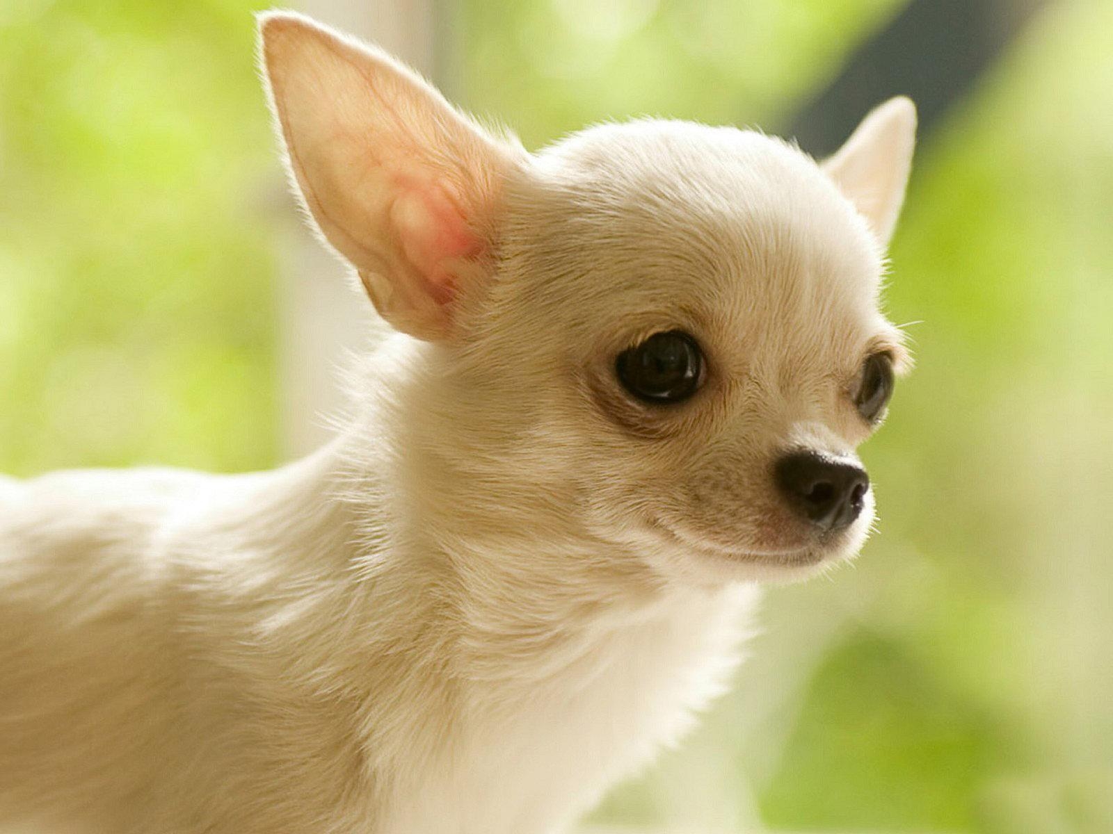 Chihuahua, HD, Desktop, Hintergrund, Bild, 1600x1200 HD Desktop