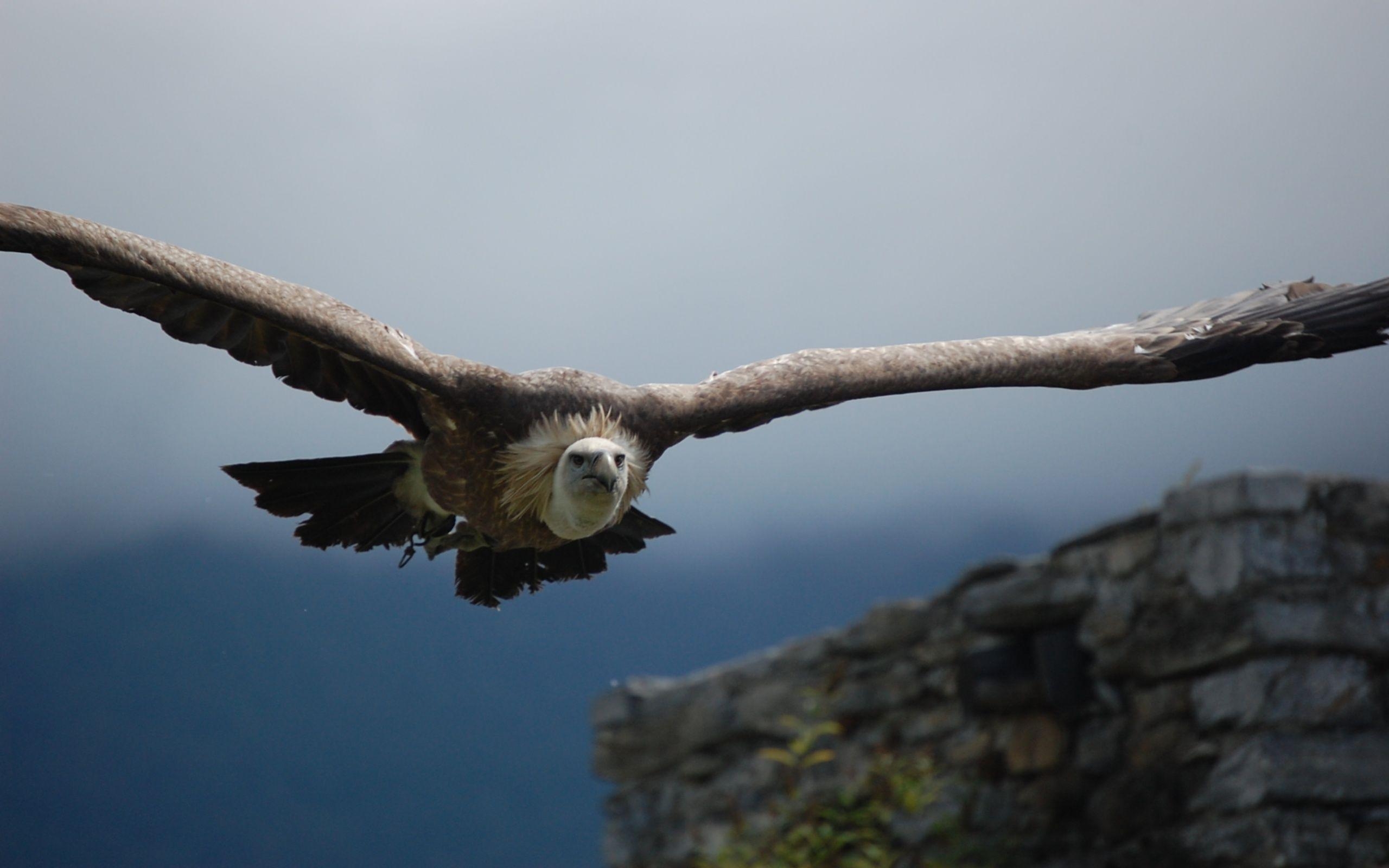 Bartgeier, Tier, HD, Hintergrund, Vögel, 2560x1600 HD Desktop