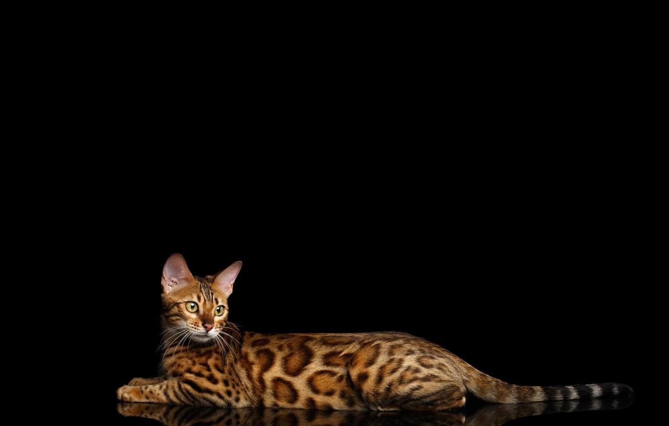 Bengalkatze, Schwarz, Hintergrund, Spotted, Desktopbild, 1340x850 HD Desktop