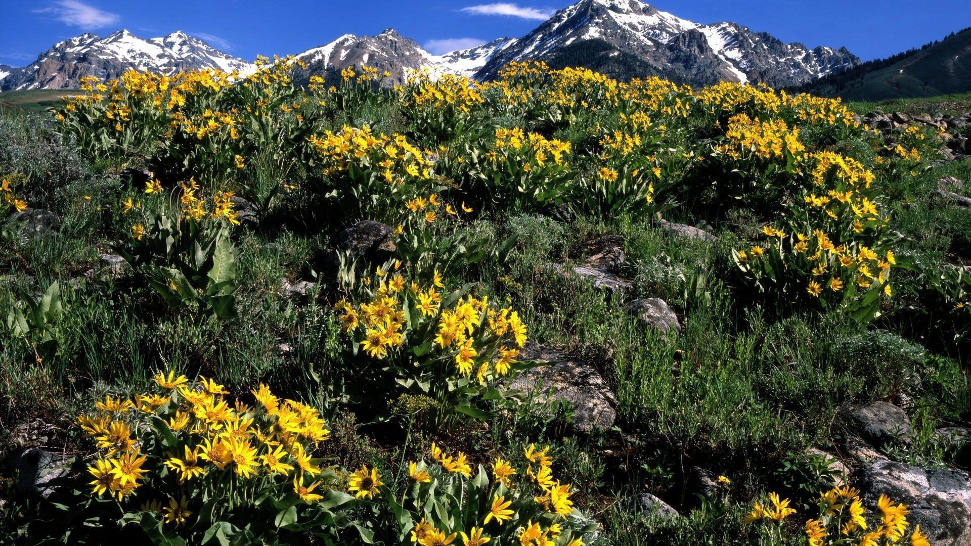 Idaho, Natur, Balsamroot, Arrowleaf, Berge, 1920x1080 Full HD Desktop