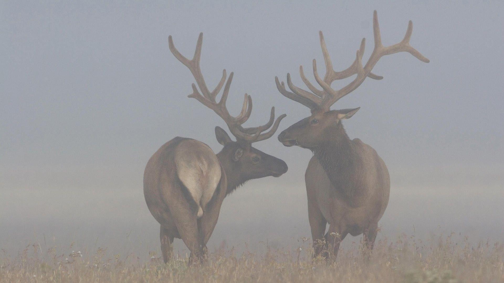 Karibu, Tiere, Ren, Wald, Migration, 1920x1080 Full HD Desktop