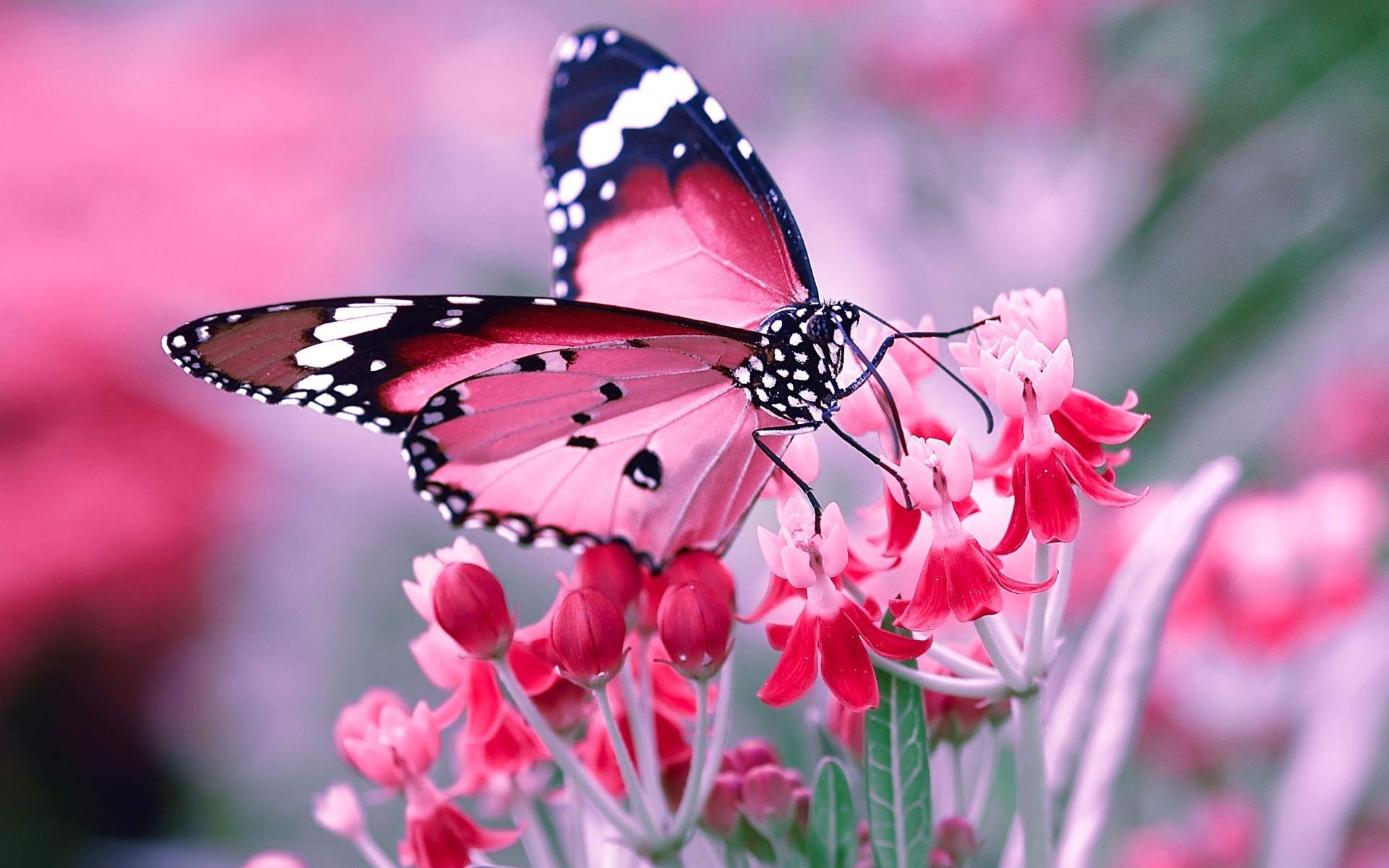 Natur, Schmetterling, Tierwelt, Schönheit, 1920x1200 HD Desktop