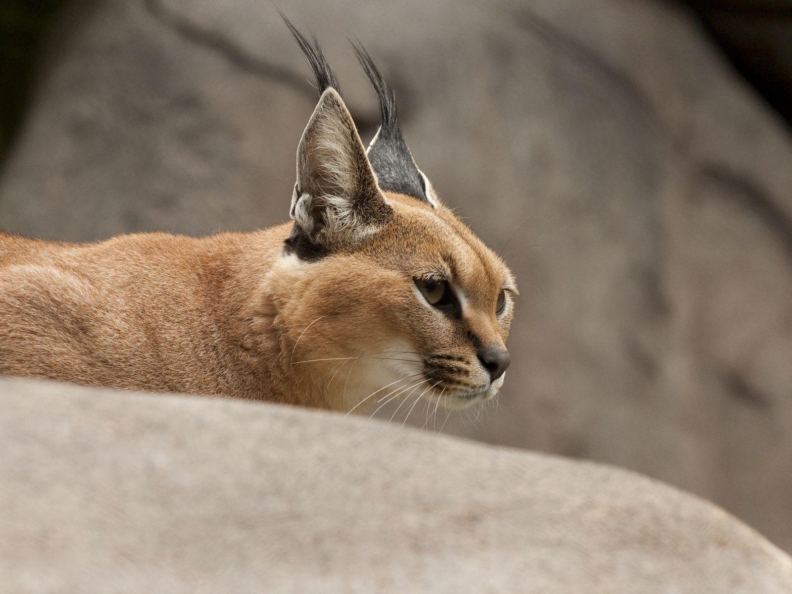 Karakal, Wildkatze, Läufer, Standard 43, HD Bild, 1600x1200 HD Desktop