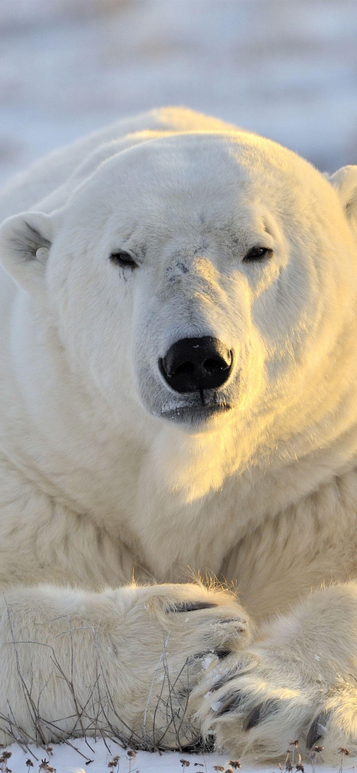 Eisbär Front, Ruhe, Schnee, UHD, 4K, 1250x2690 HD Handy