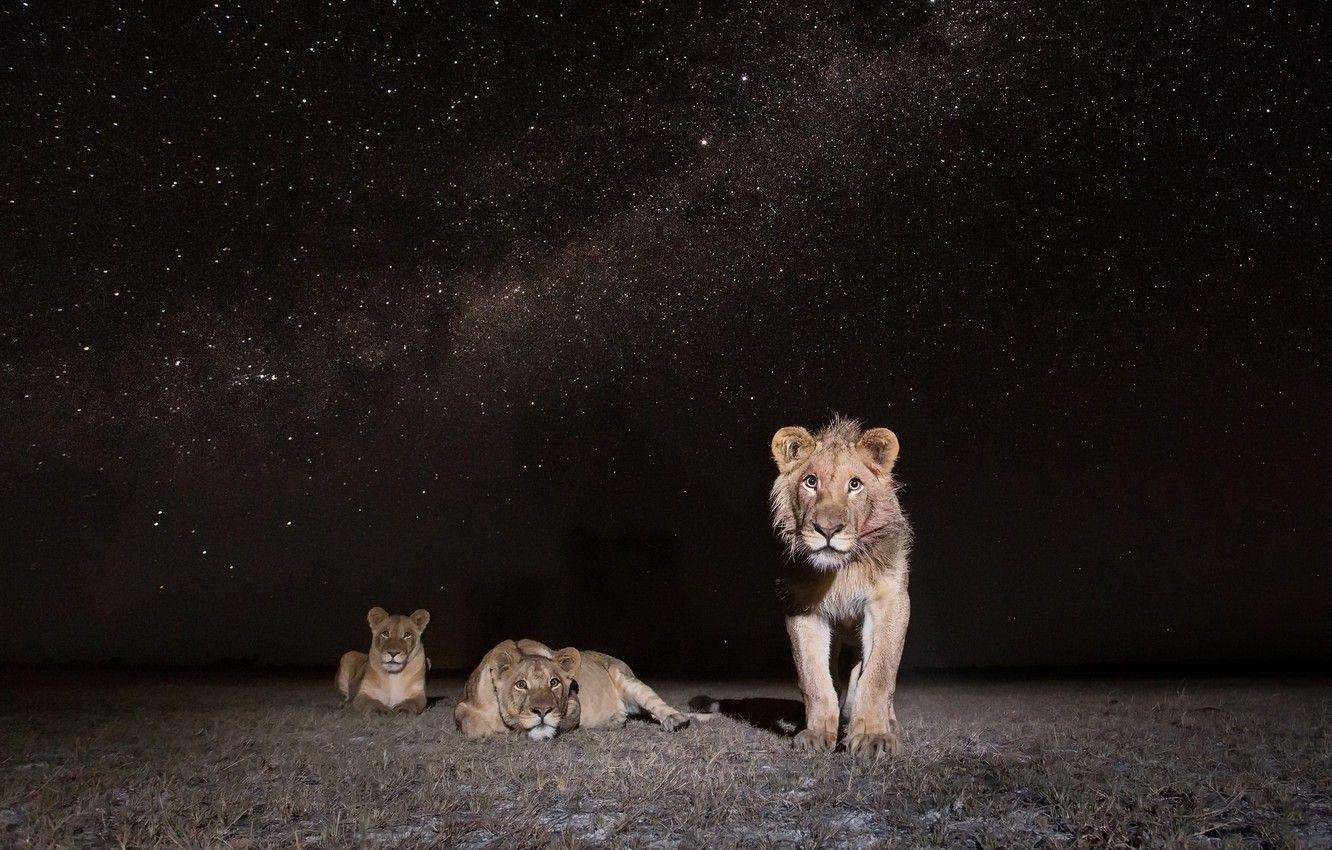 Sambia, Löwen, Nacht, Afrikanische Tierwelt, Natur, 1340x850 HD Desktop