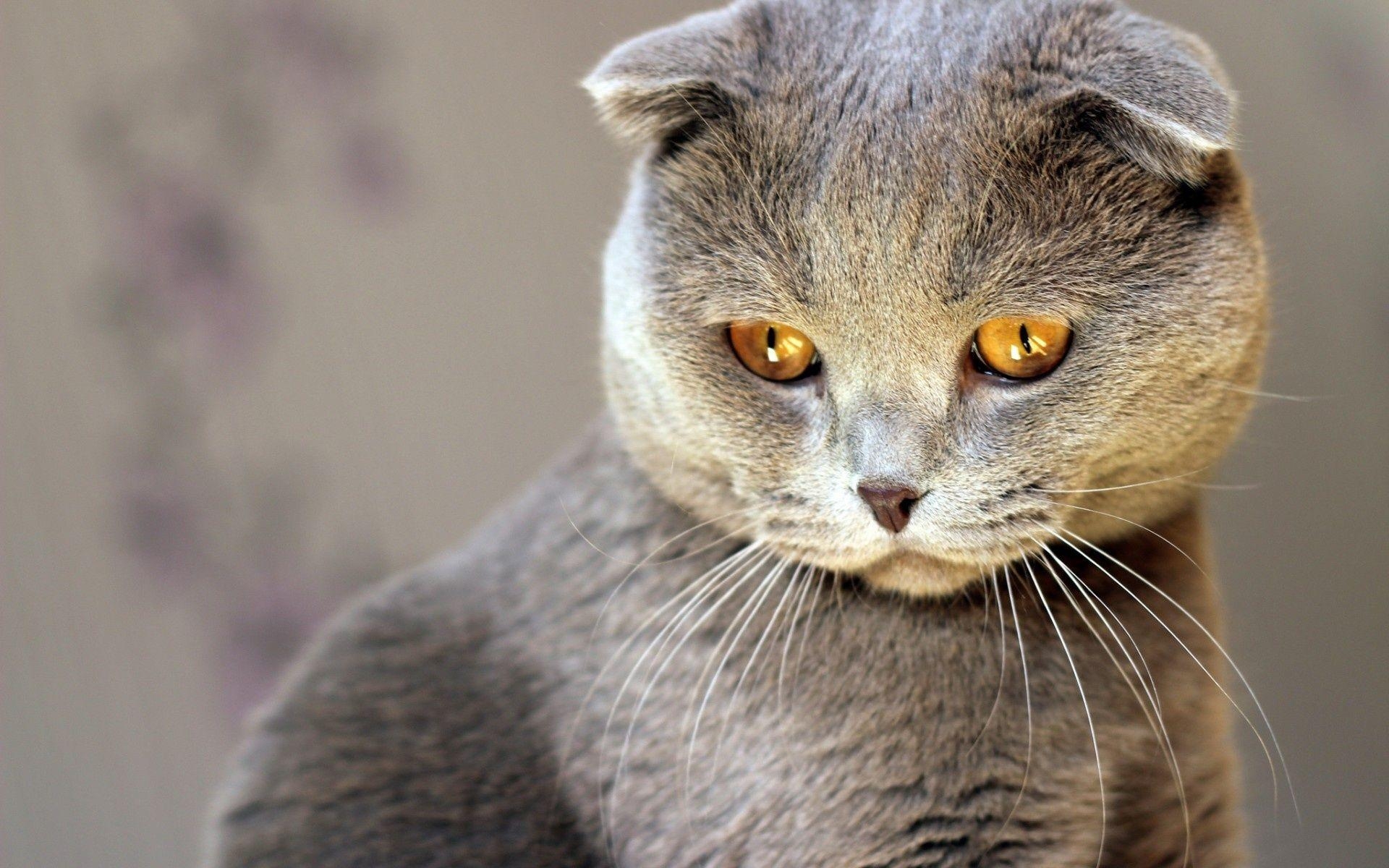 Scottish Fold, Katzenaugen, Desktop, Tiere, Hintergrund, 1920x1200 HD Desktop