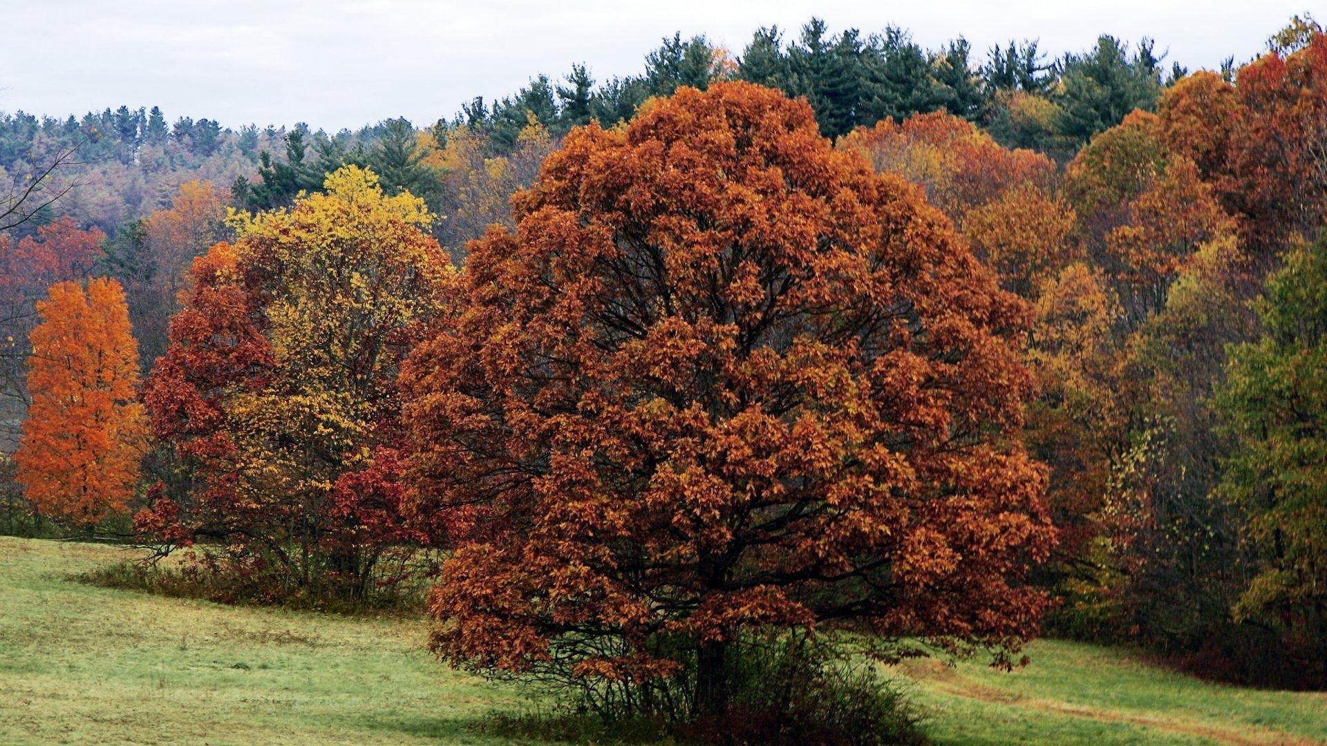 Pennsylvania, Herbstlaub, Schöner Staat, Natur, Farbenpracht, 1920x1080 Full HD Desktop