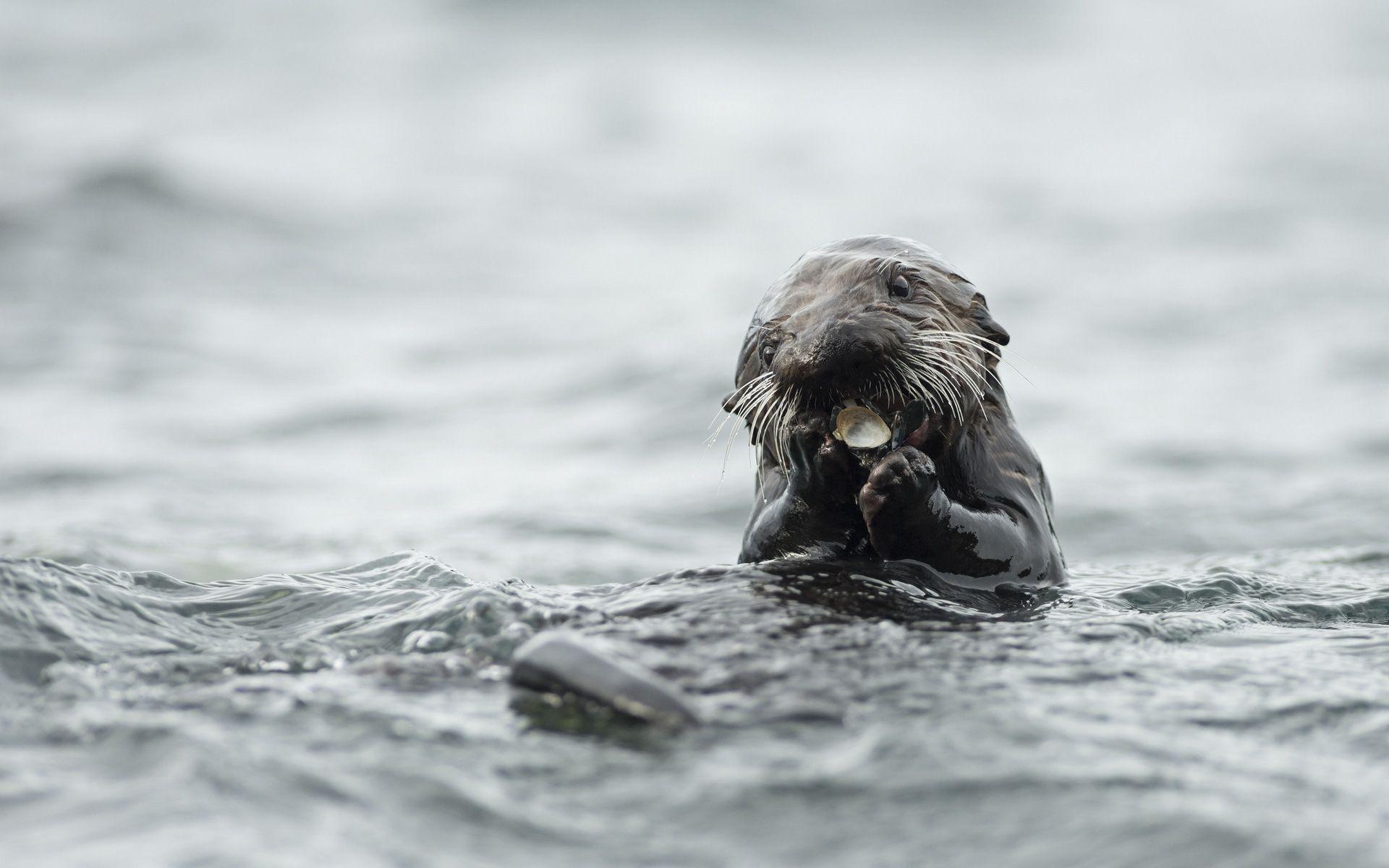 Otter, Tiere, HD, Hintergrund, kostenlos, 1920x1200 HD Desktop