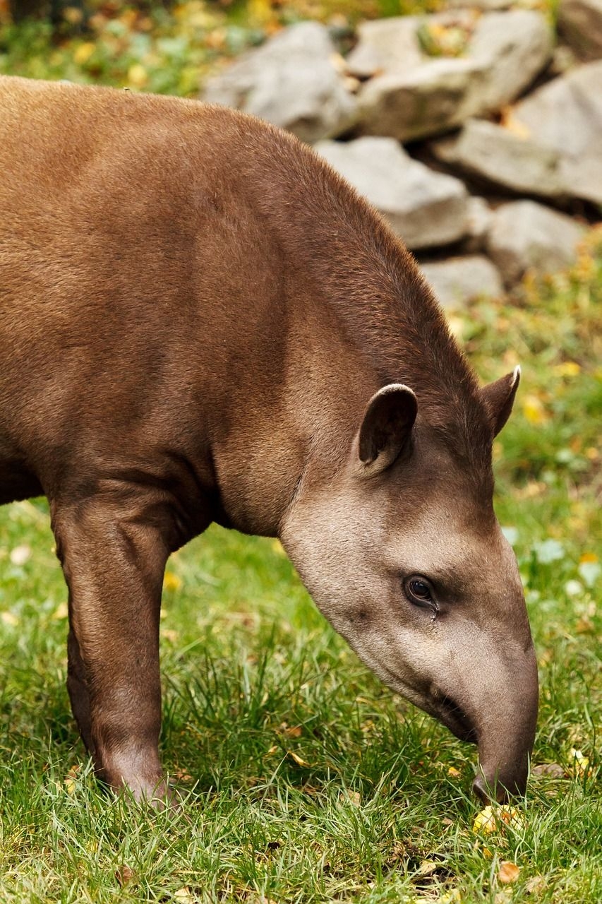 Kostenlos, Tapir, Tier, Bild, Natur, 860x1280 HD Handy