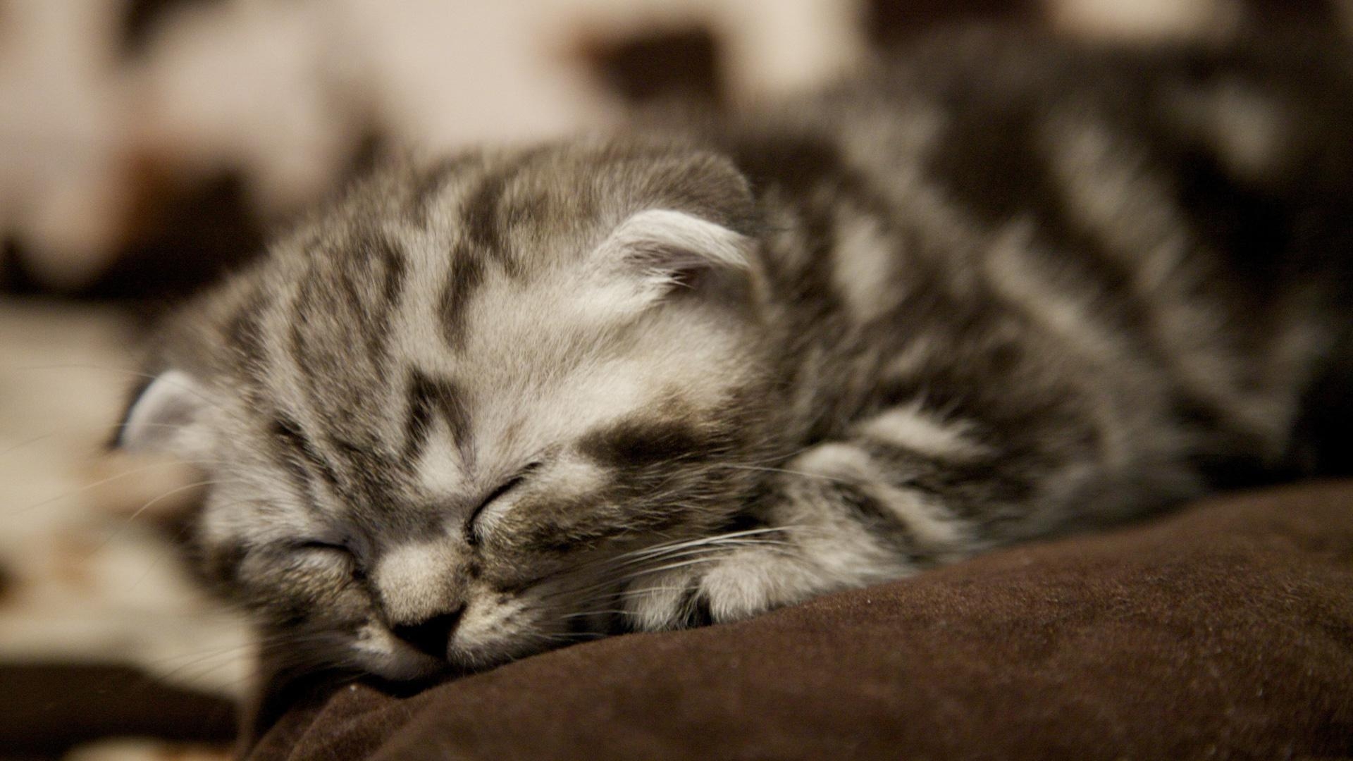 Scottish Fold Kätzchen, Schlafpose, Hochauflösung, Tierbild, Katzen, 1920x1080 Full HD Desktop