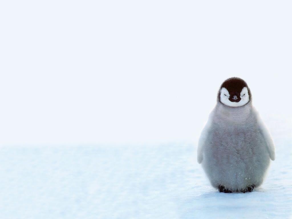 Baby Pinguin, Desktop, Hintergrund, Süß, Jungtier, 1030x770 HD Desktop